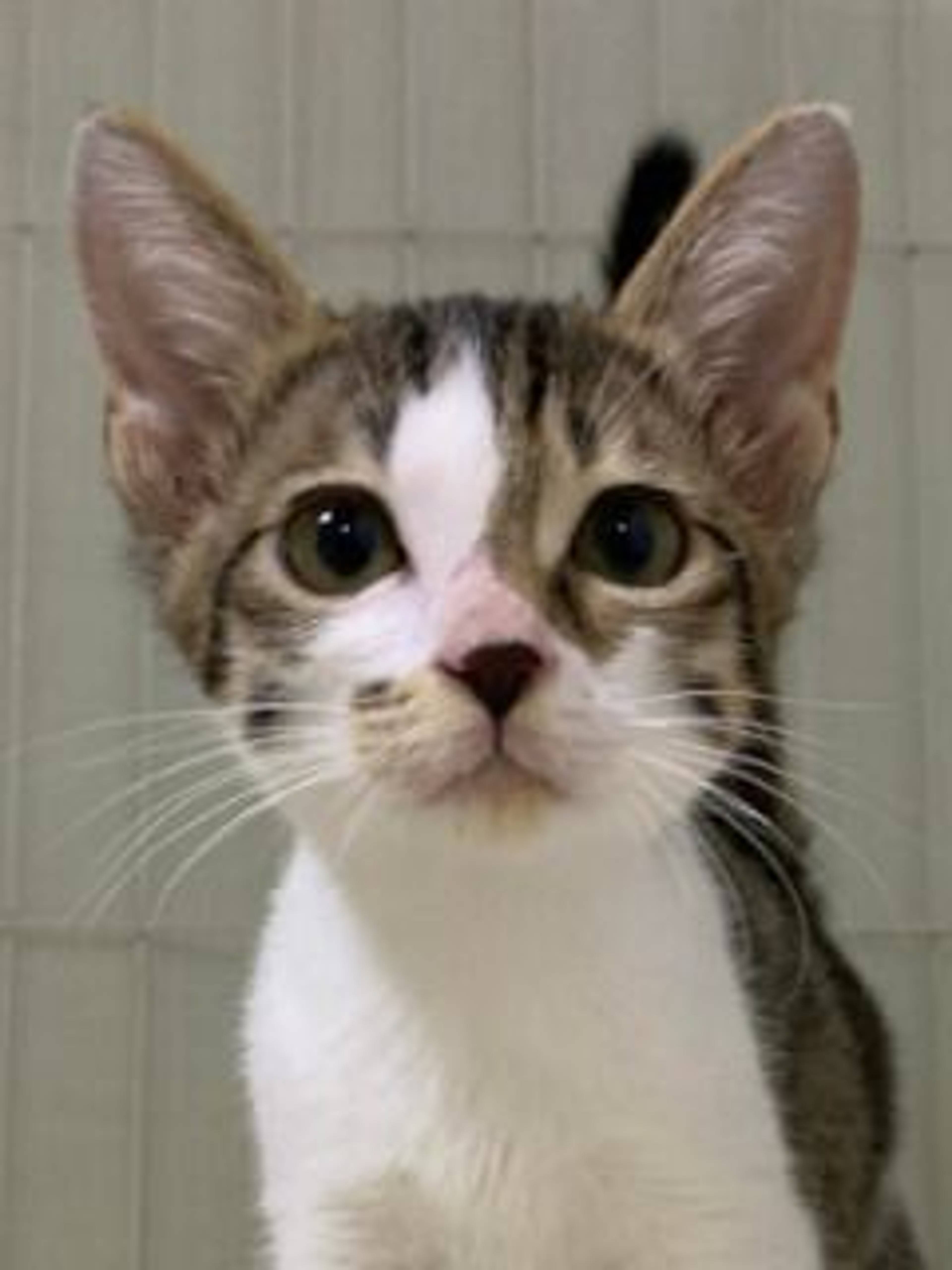 雑種（ミックス猫）・オスの里親募集の写真