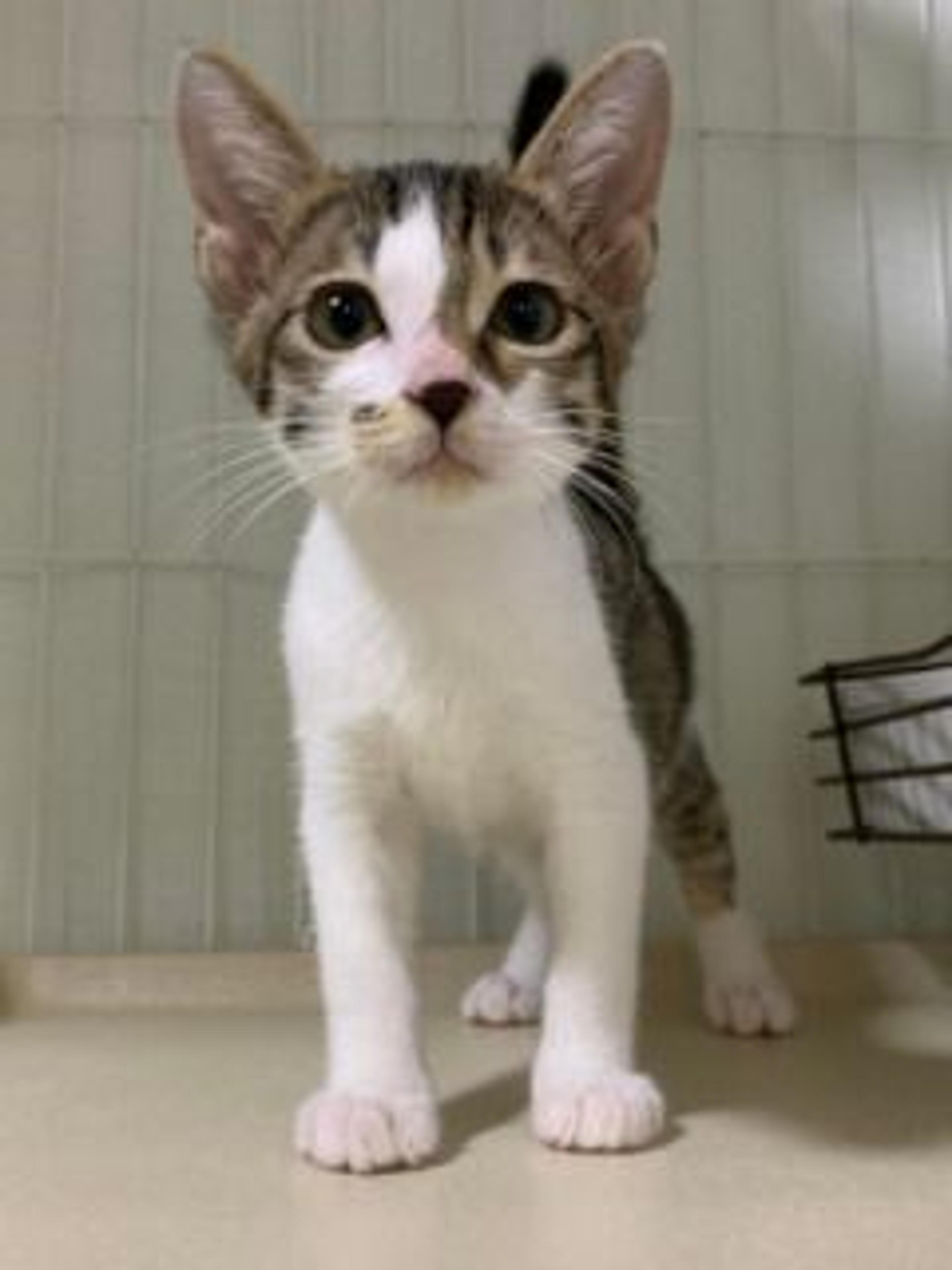 pet-image-2