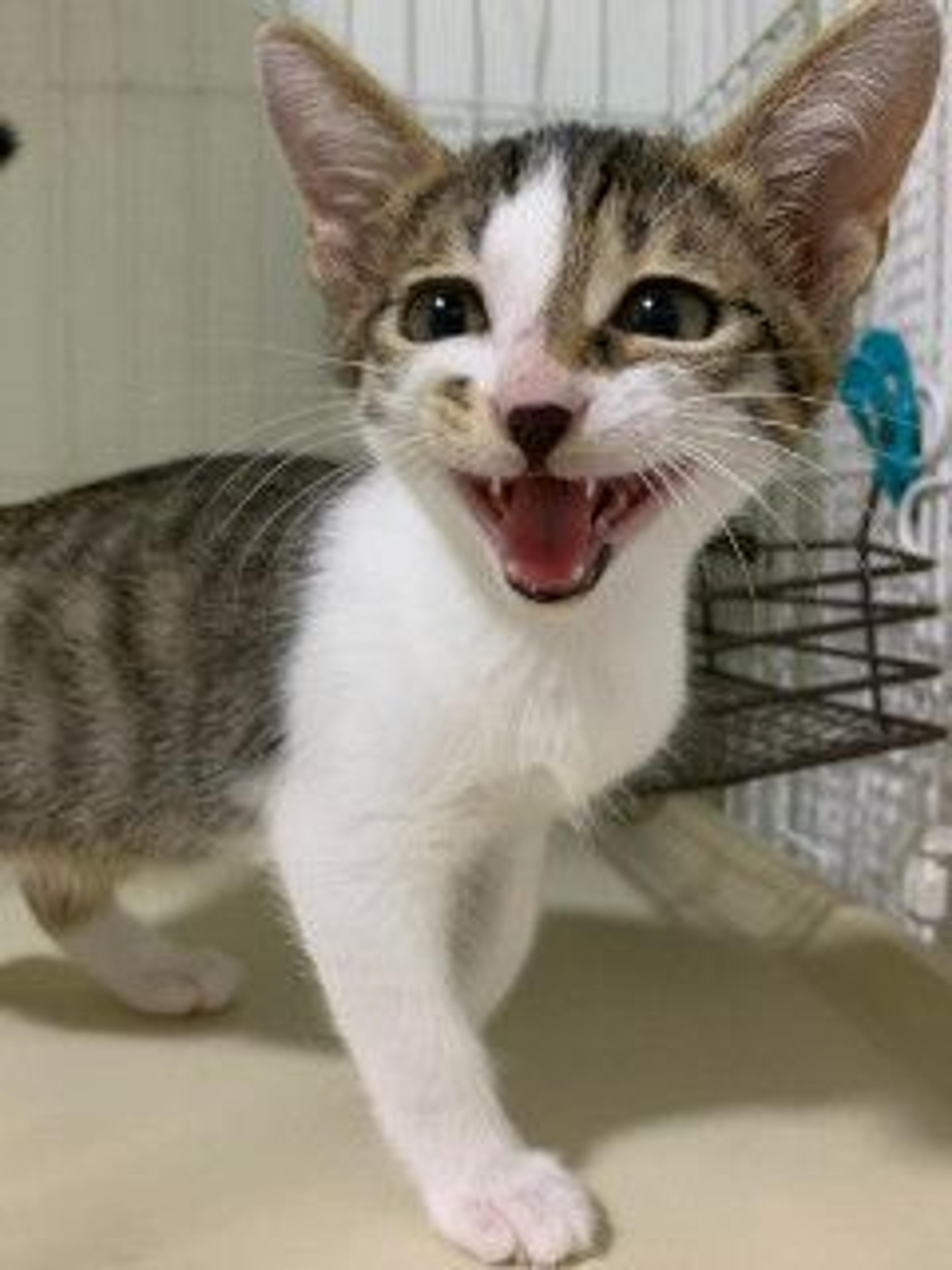 pet-image-3