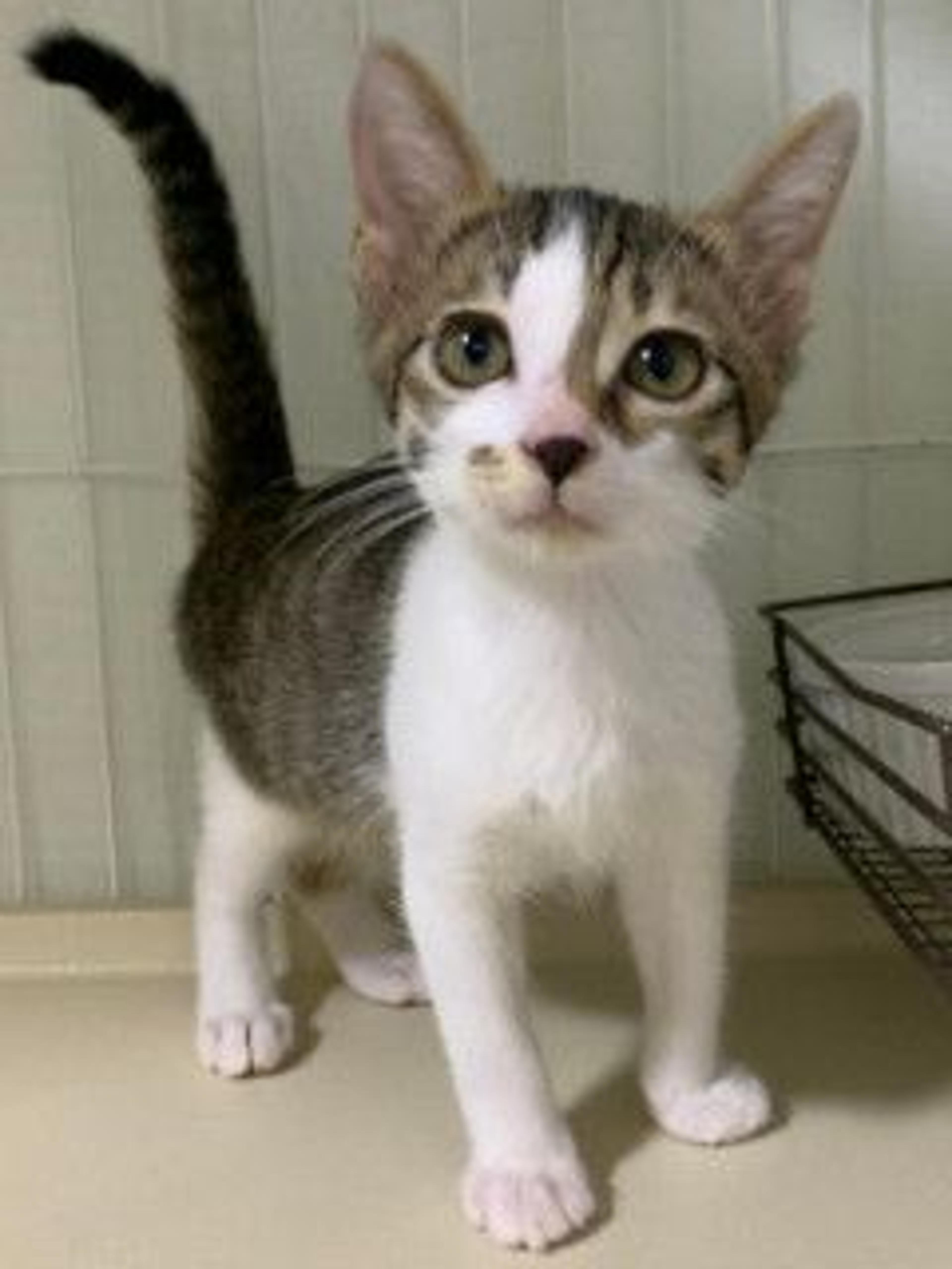 pet-image-4