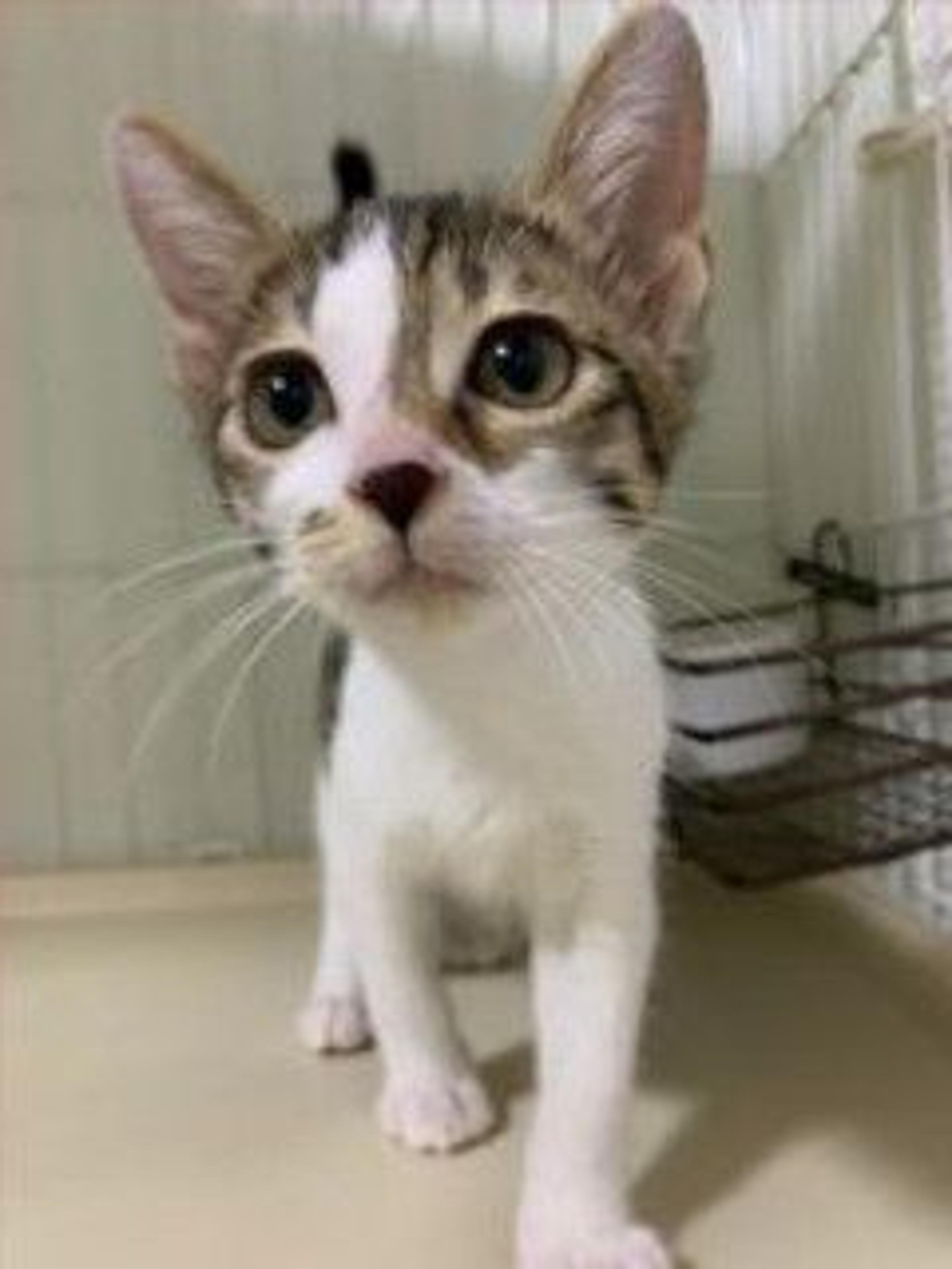 pet-image-5