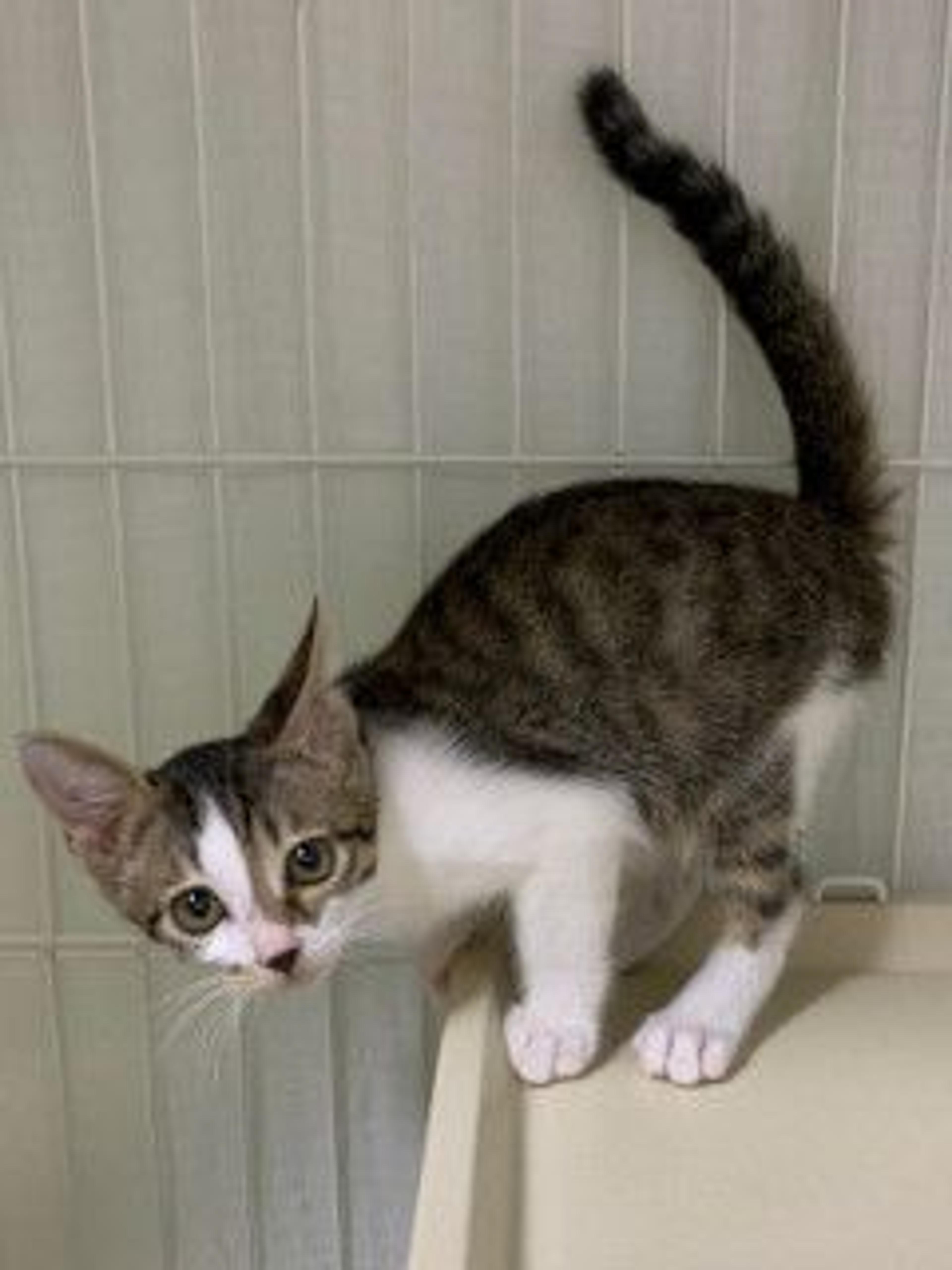 pet-image-6