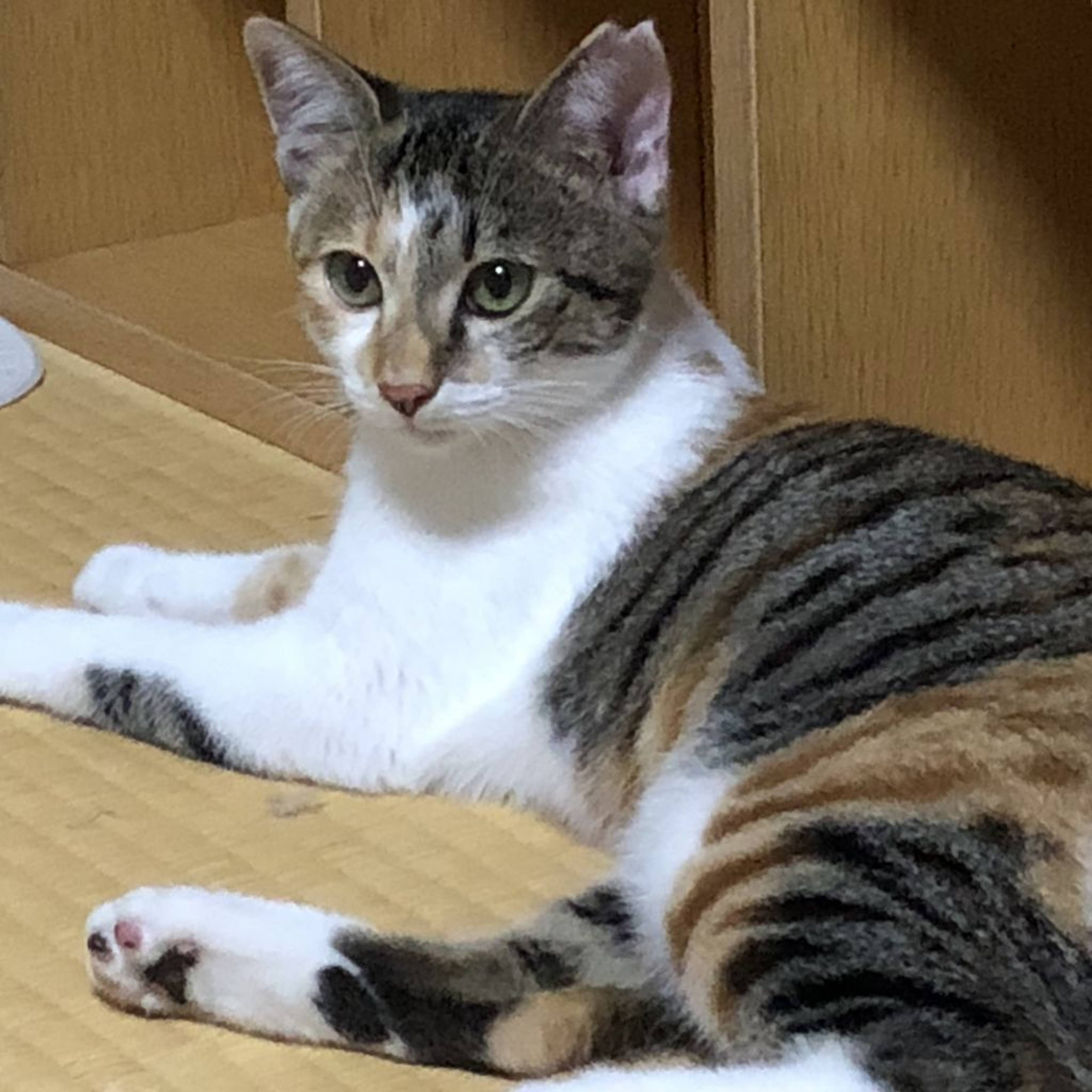 雑種（ミックス猫）・メスの里親募集の写真