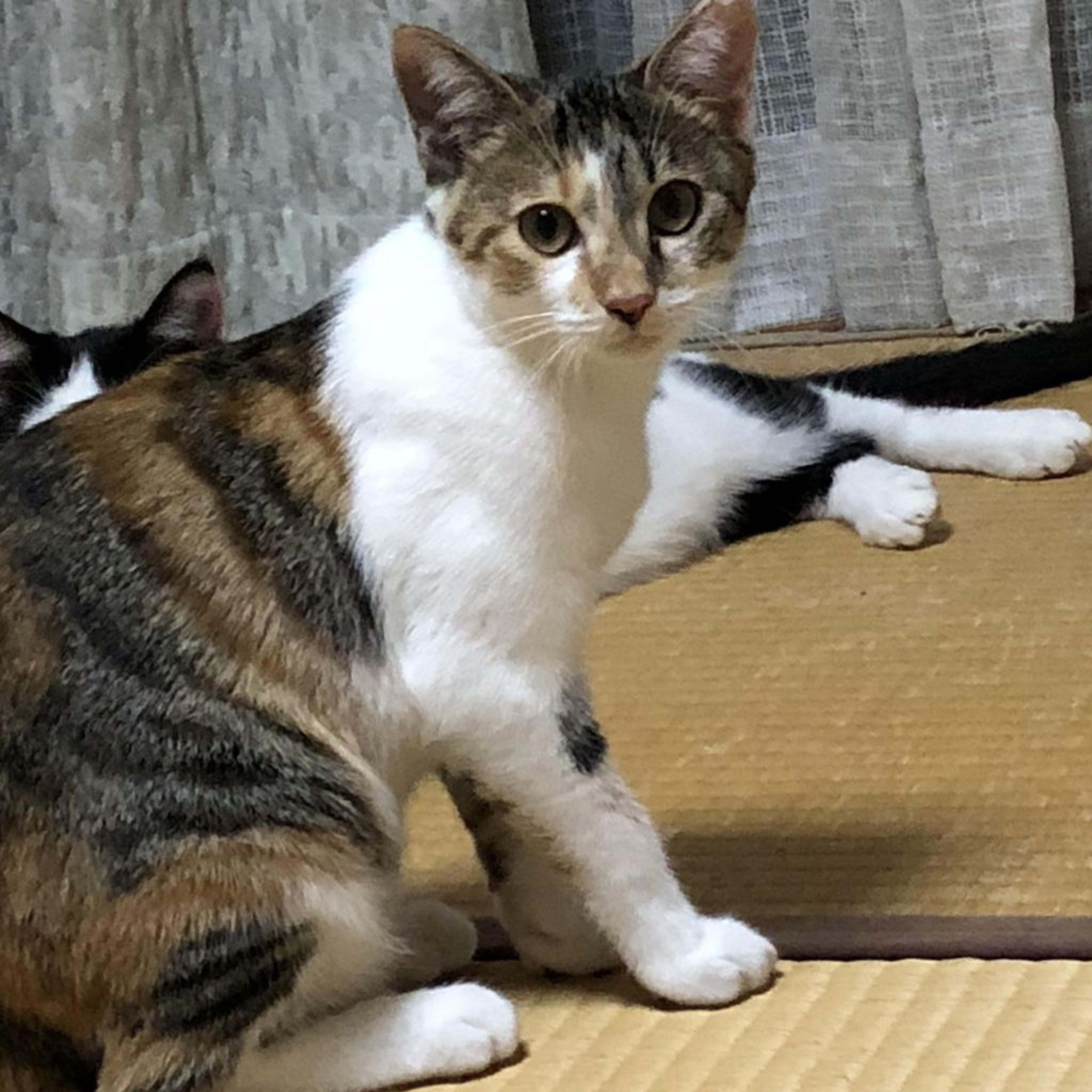 pet-image-2
