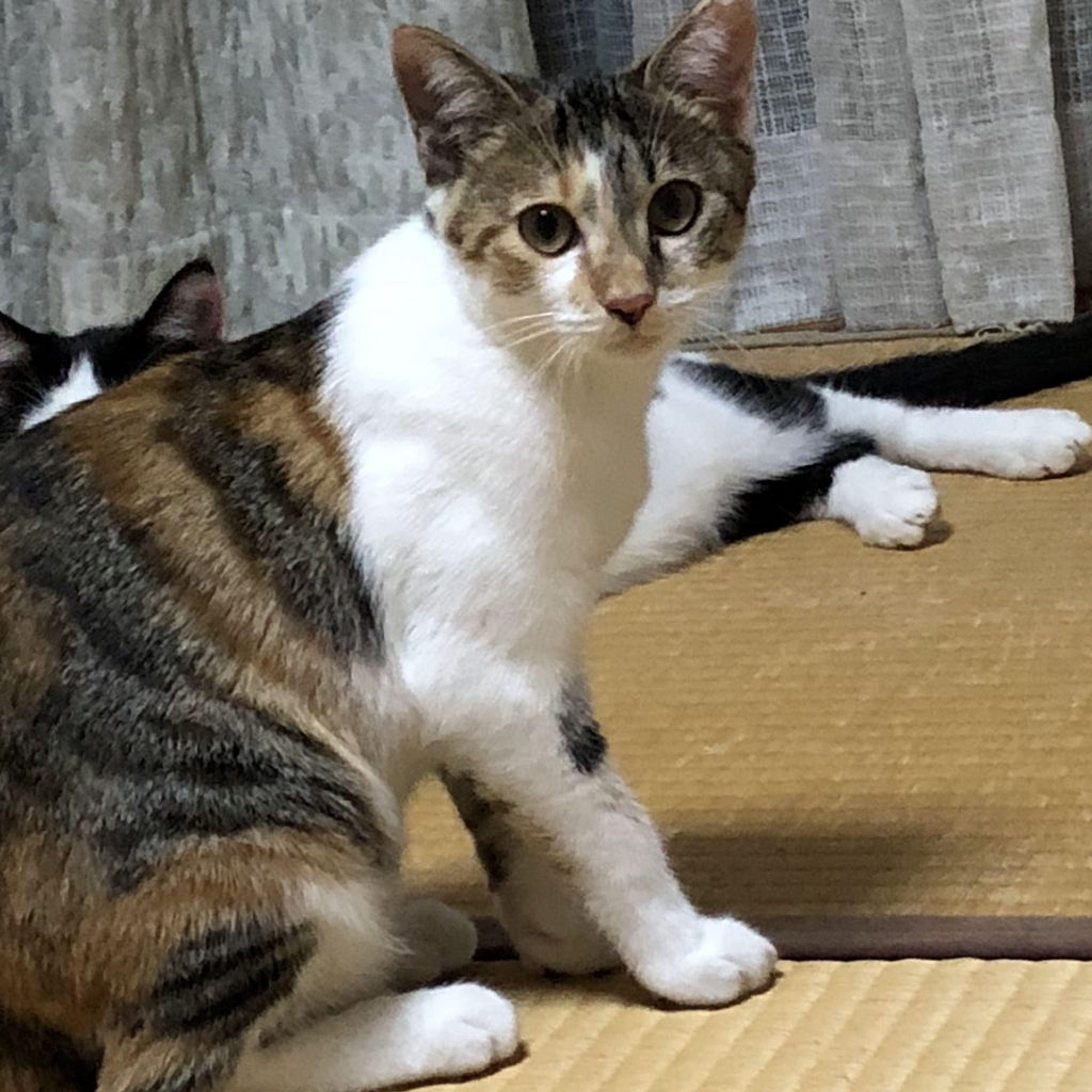 pet-image-2
