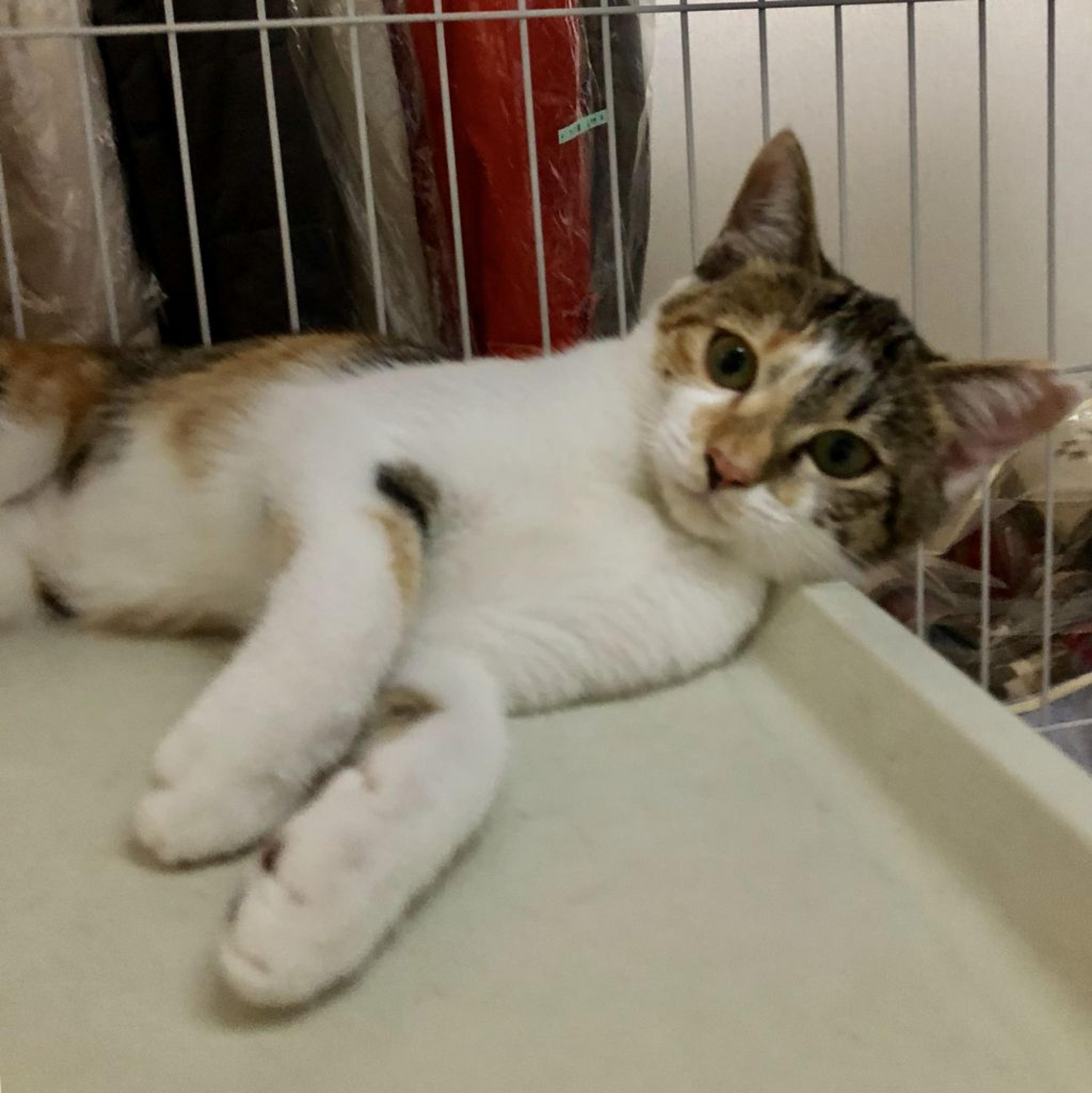 pet-image-3
