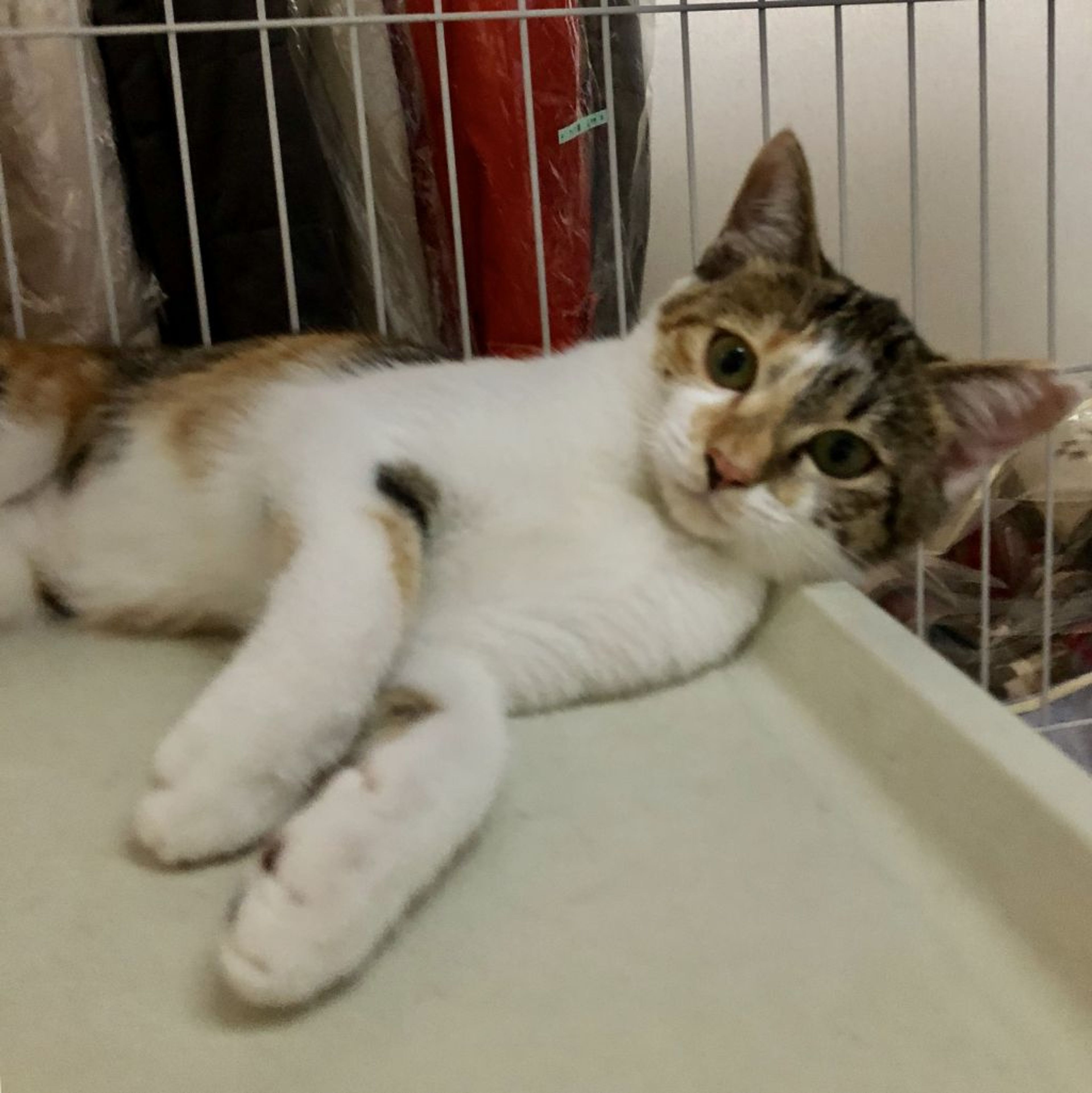 pet-image-3