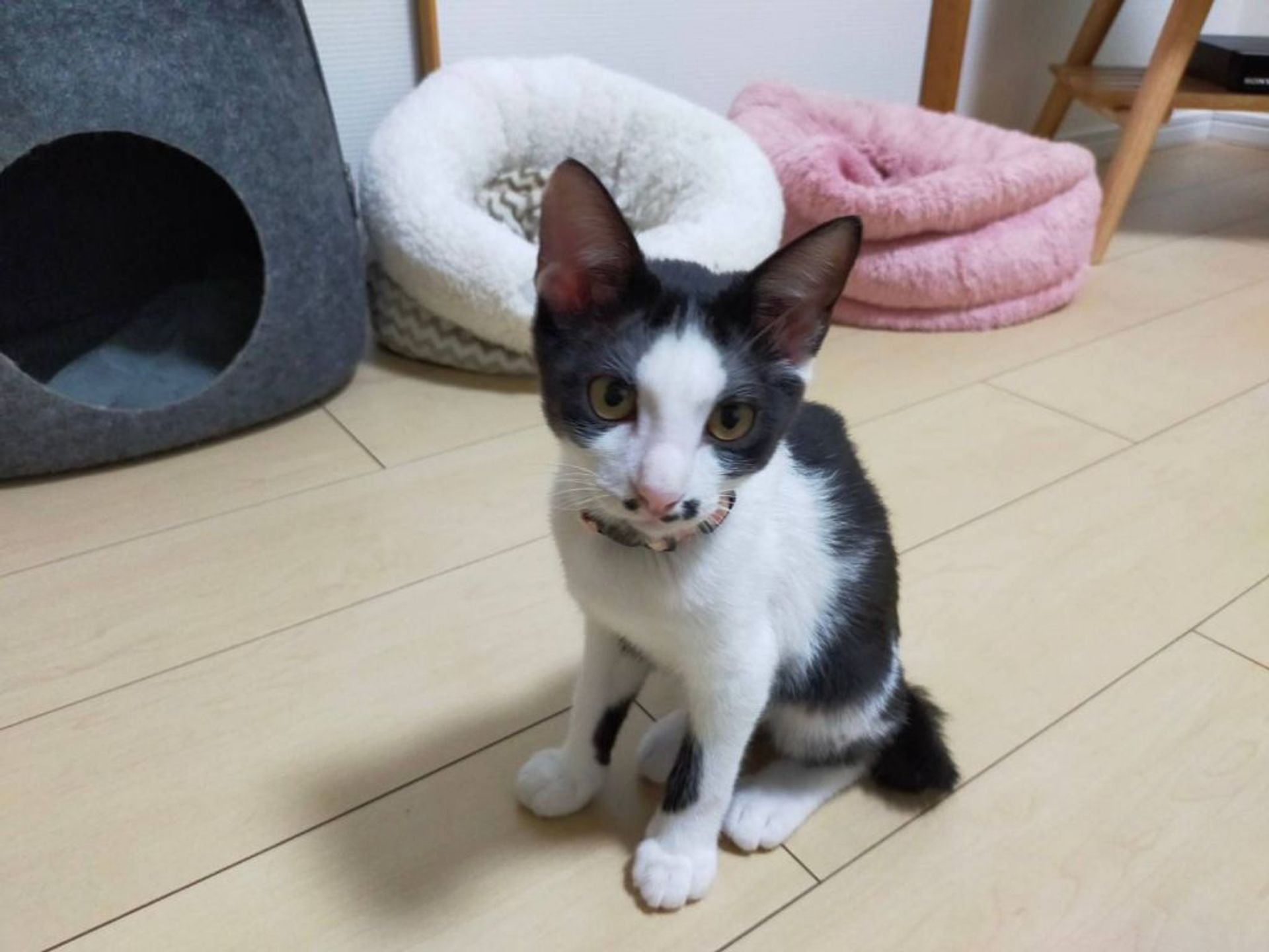 雑種（ミックス猫）・メスの里親募集の写真