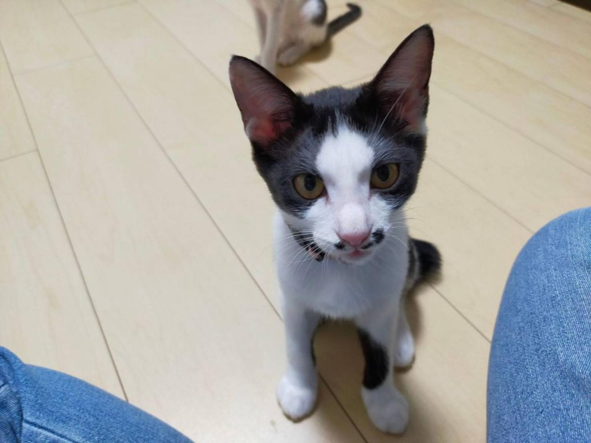 pet-image-2