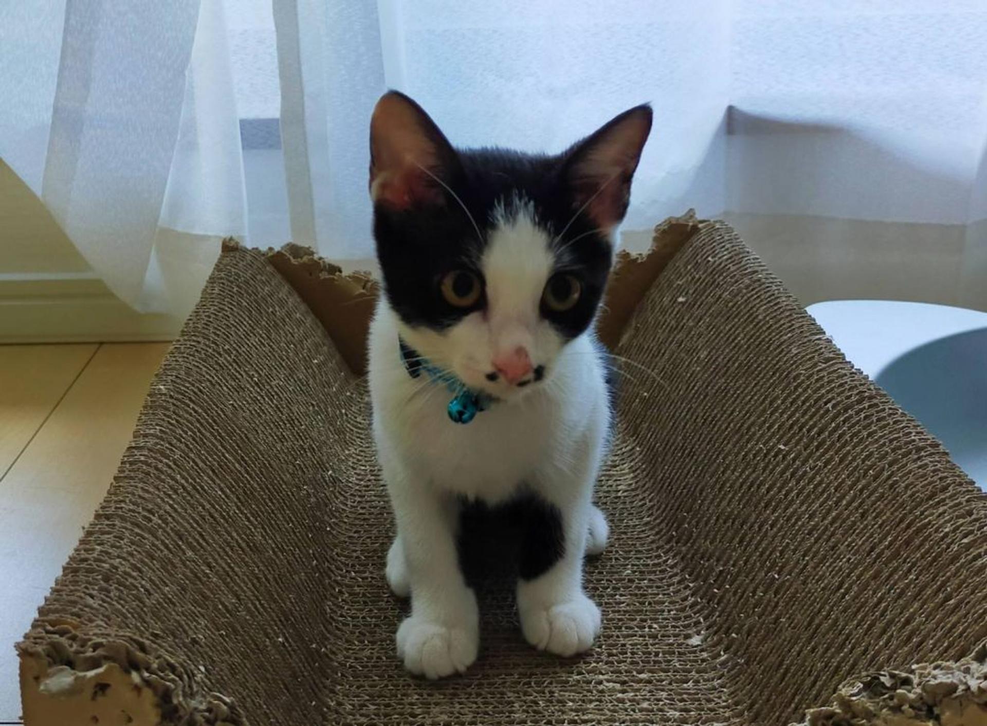 pet-image-3