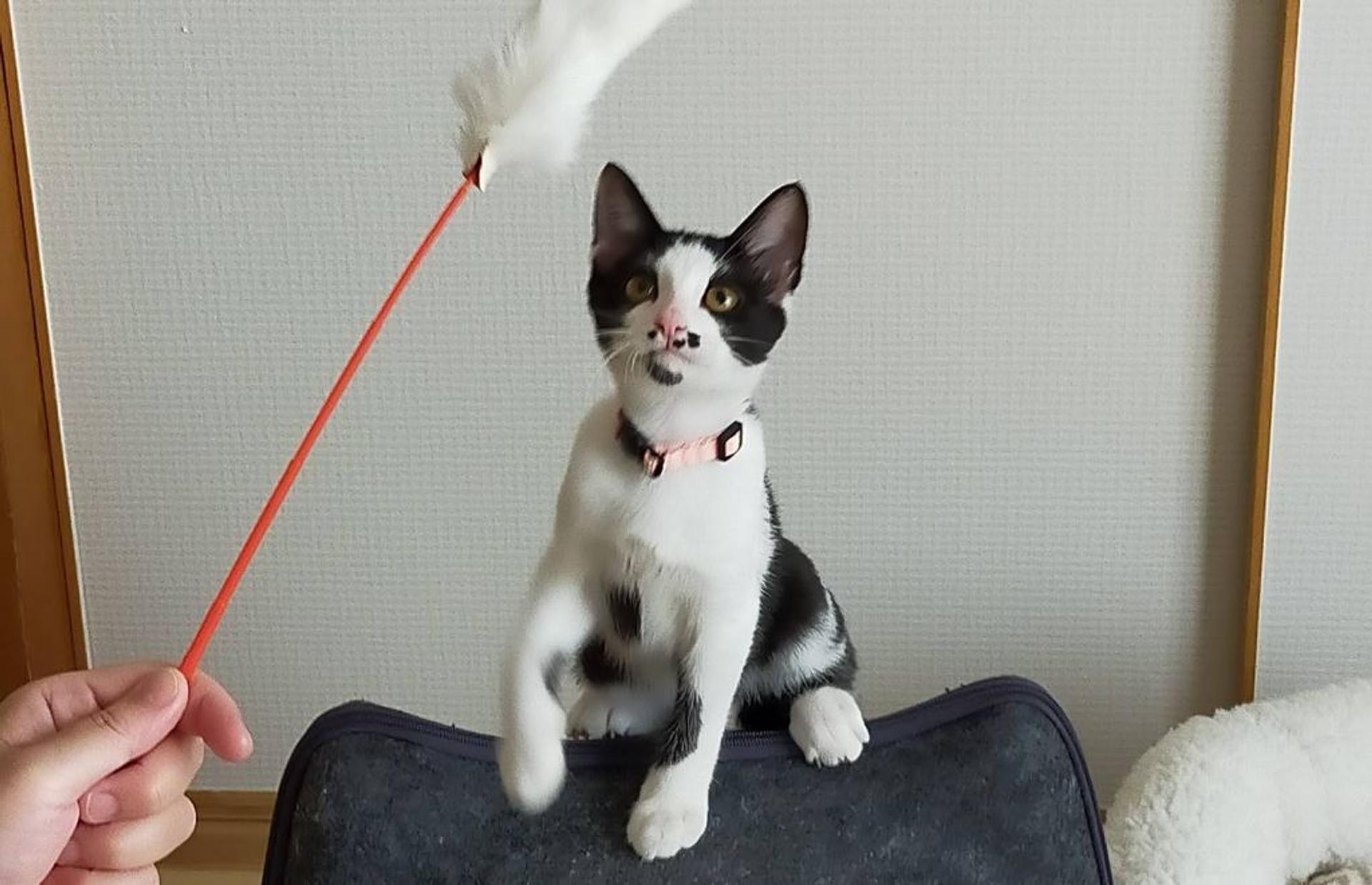 pet-image-4