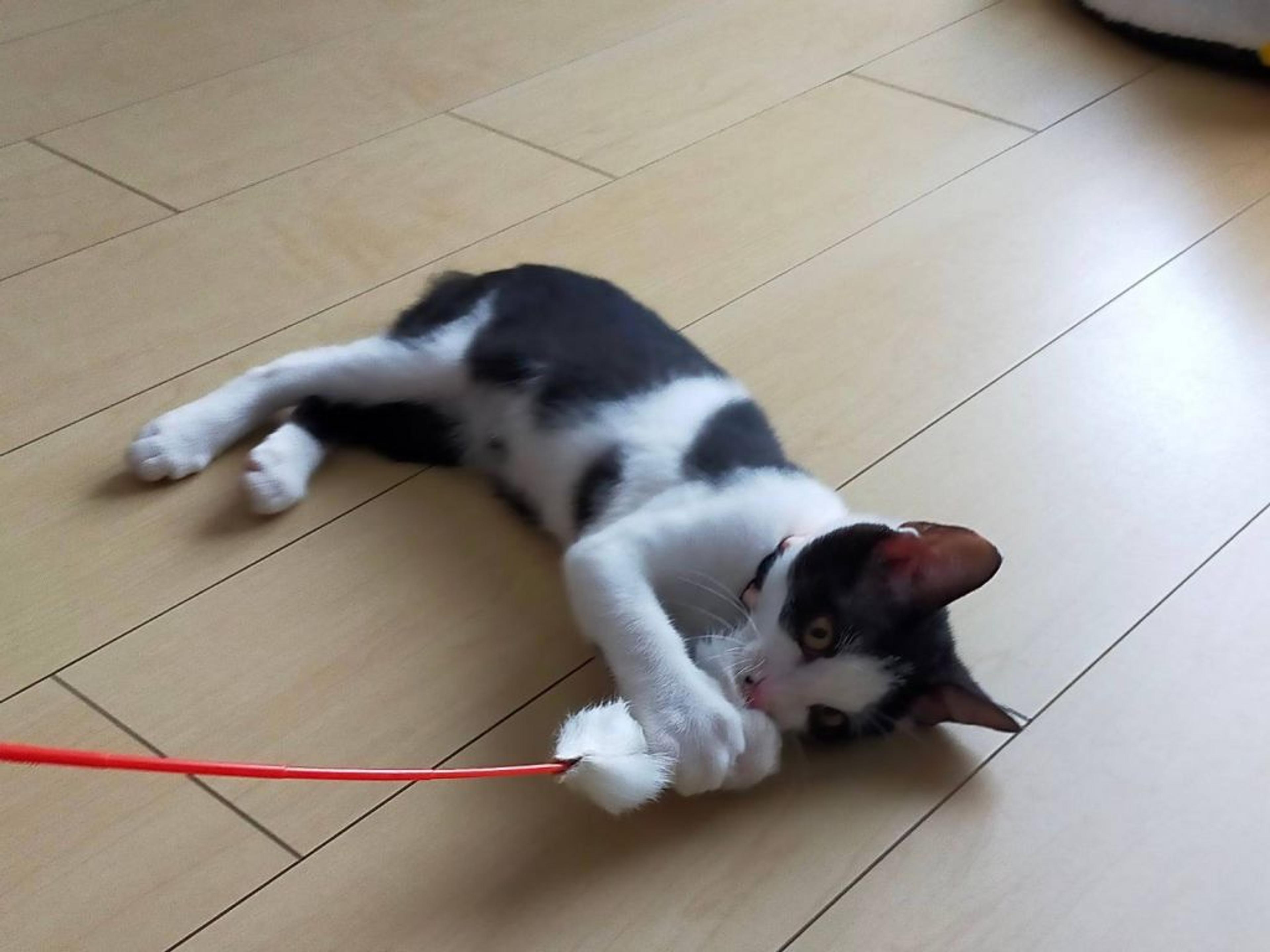 pet-image-5