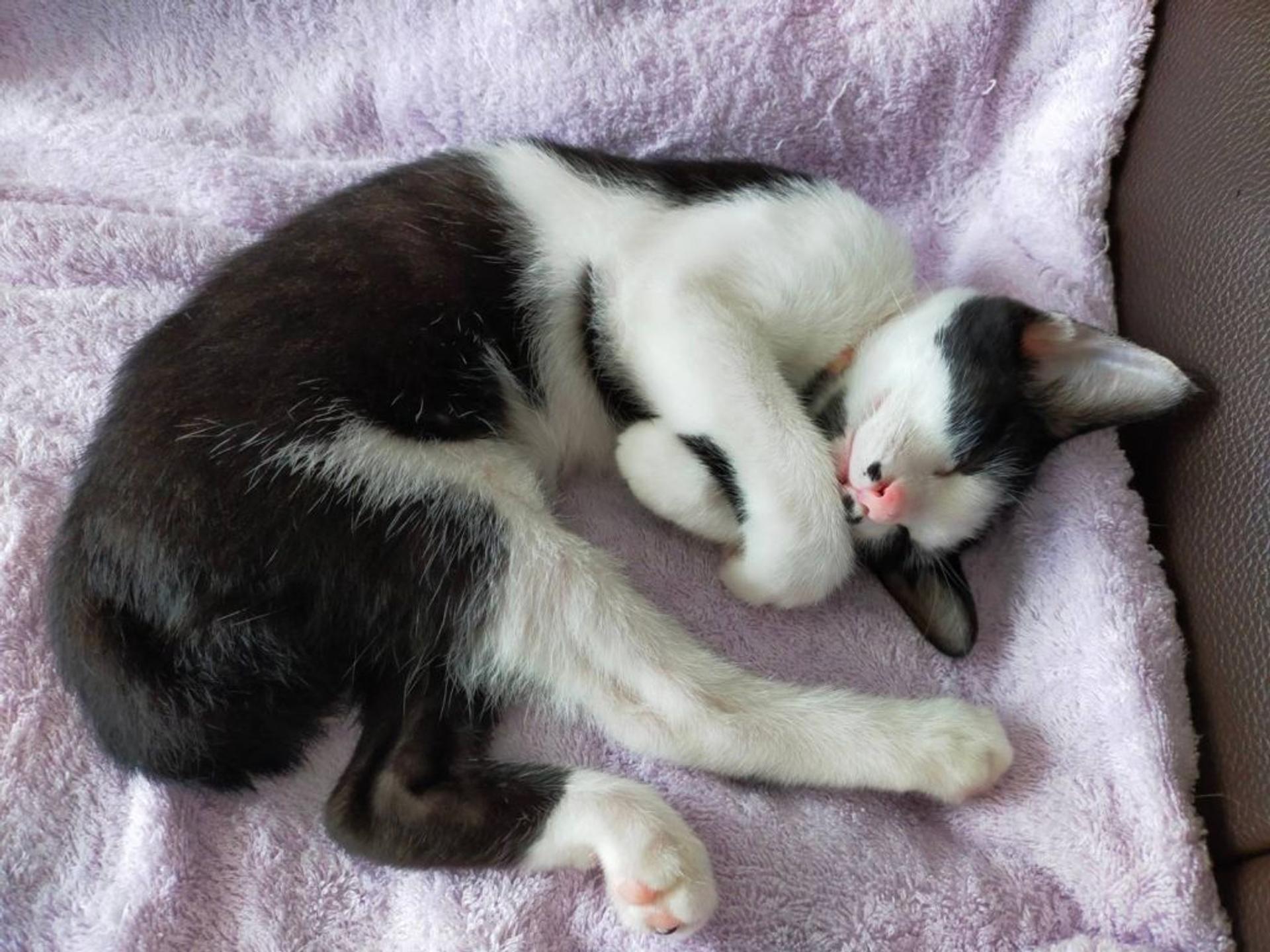 pet-image-7