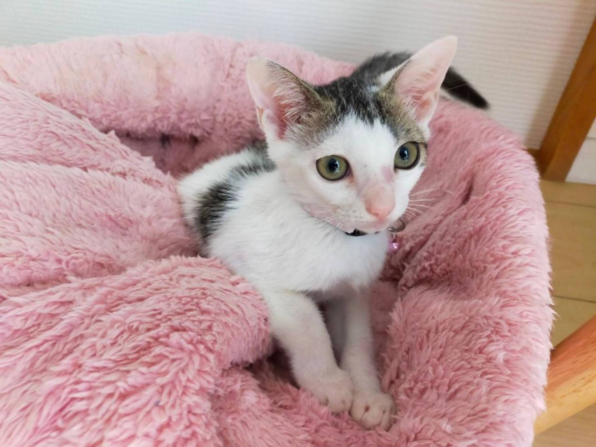 雑種（ミックス猫）・メスの里親募集の写真
