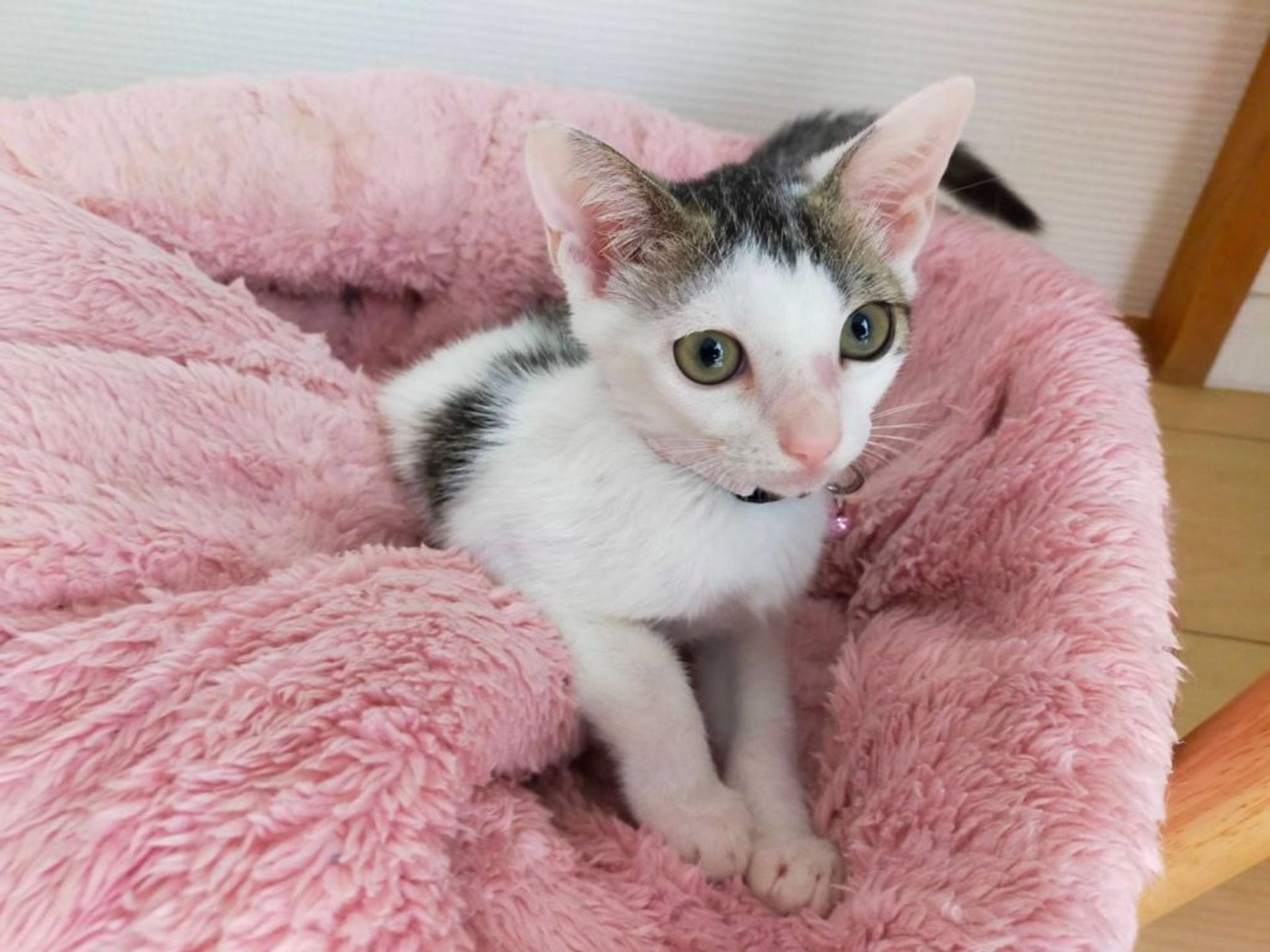 雑種（ミックス猫）・メスの里親募集の写真
