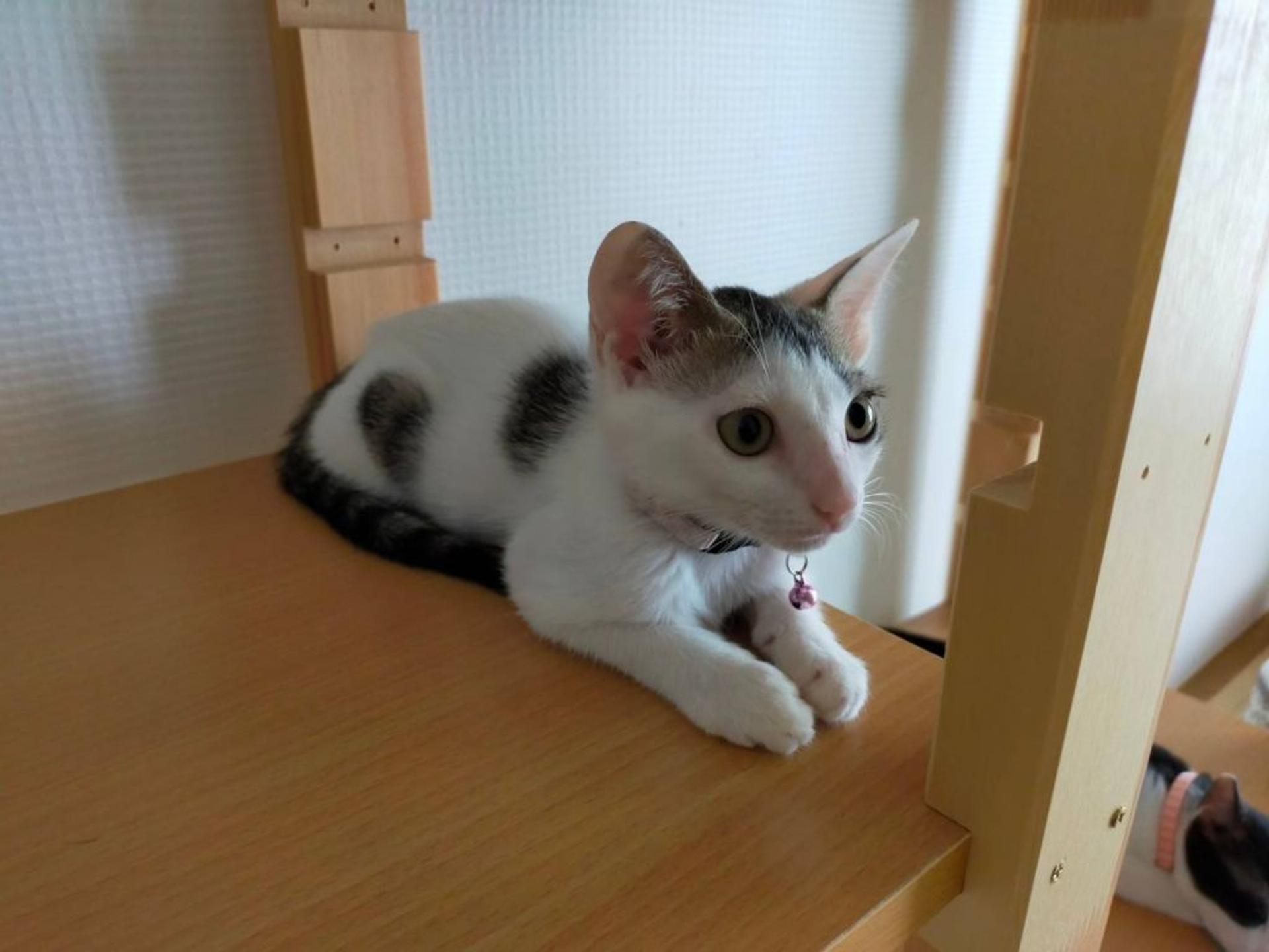 pet-image-3