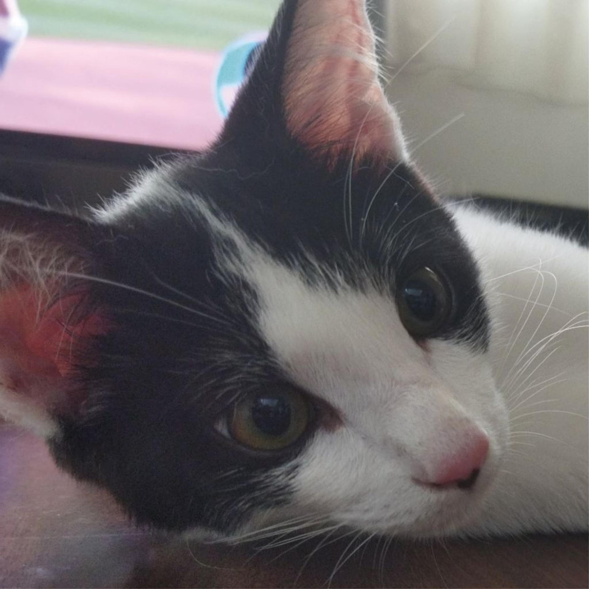 pet-image-5
