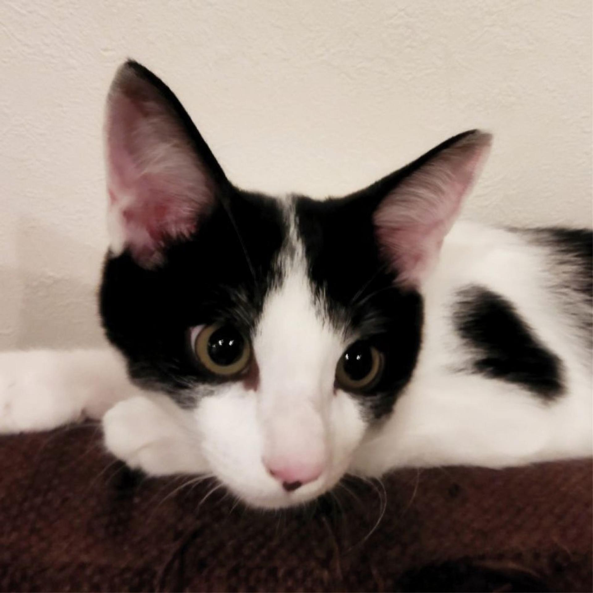 pet-image-7