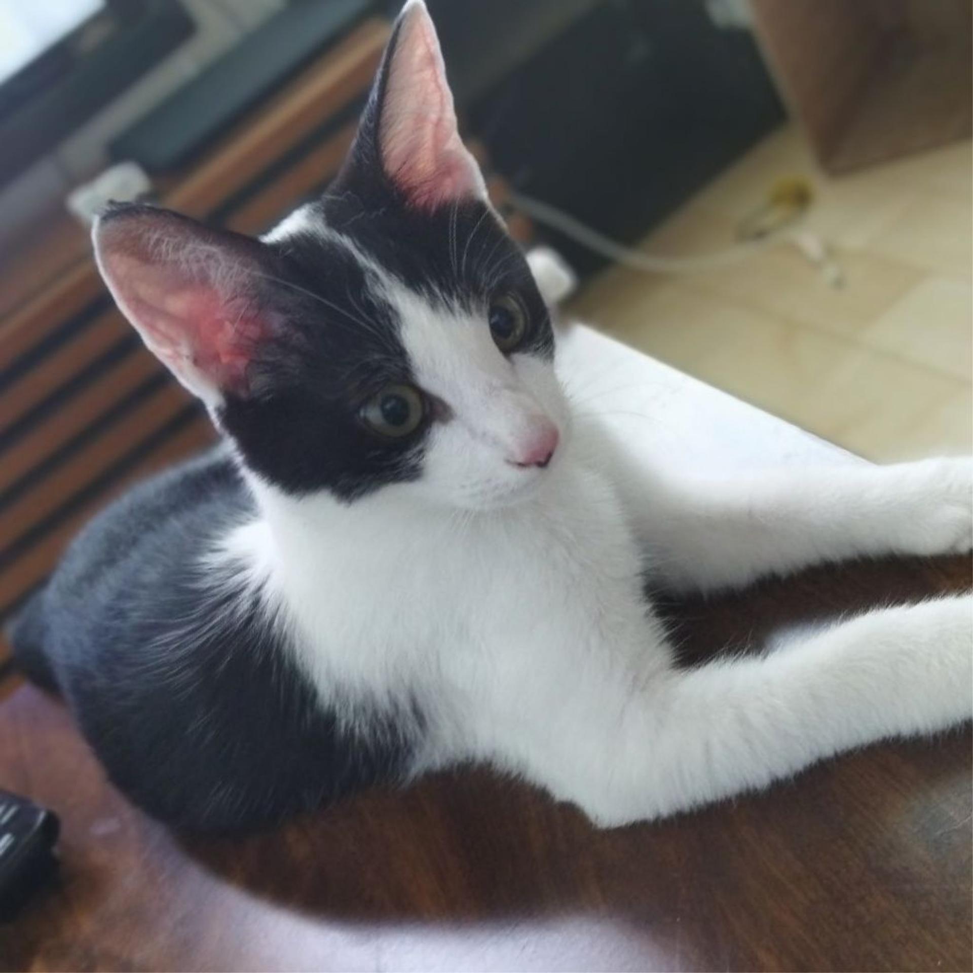 pet-image-9