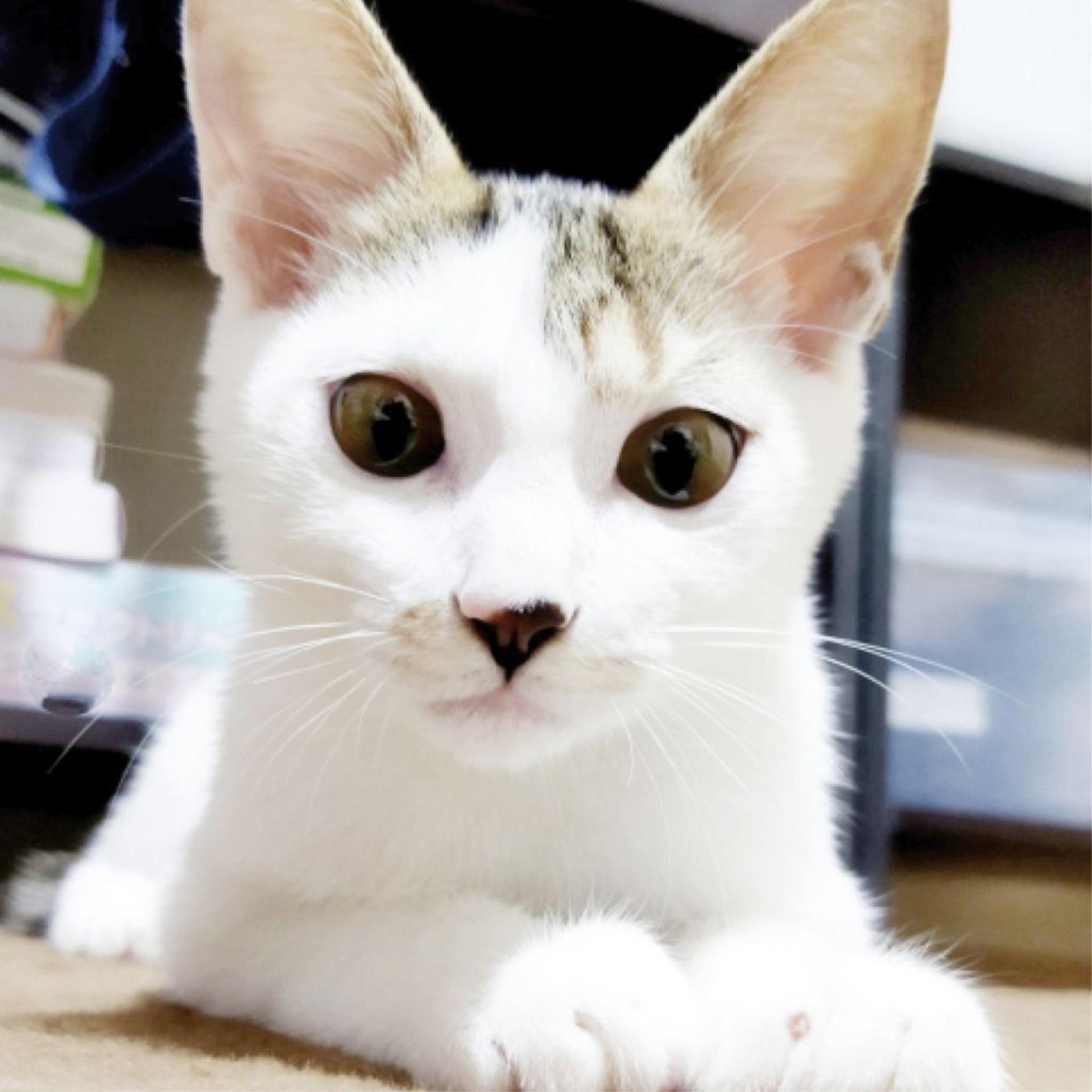 pet-image-6