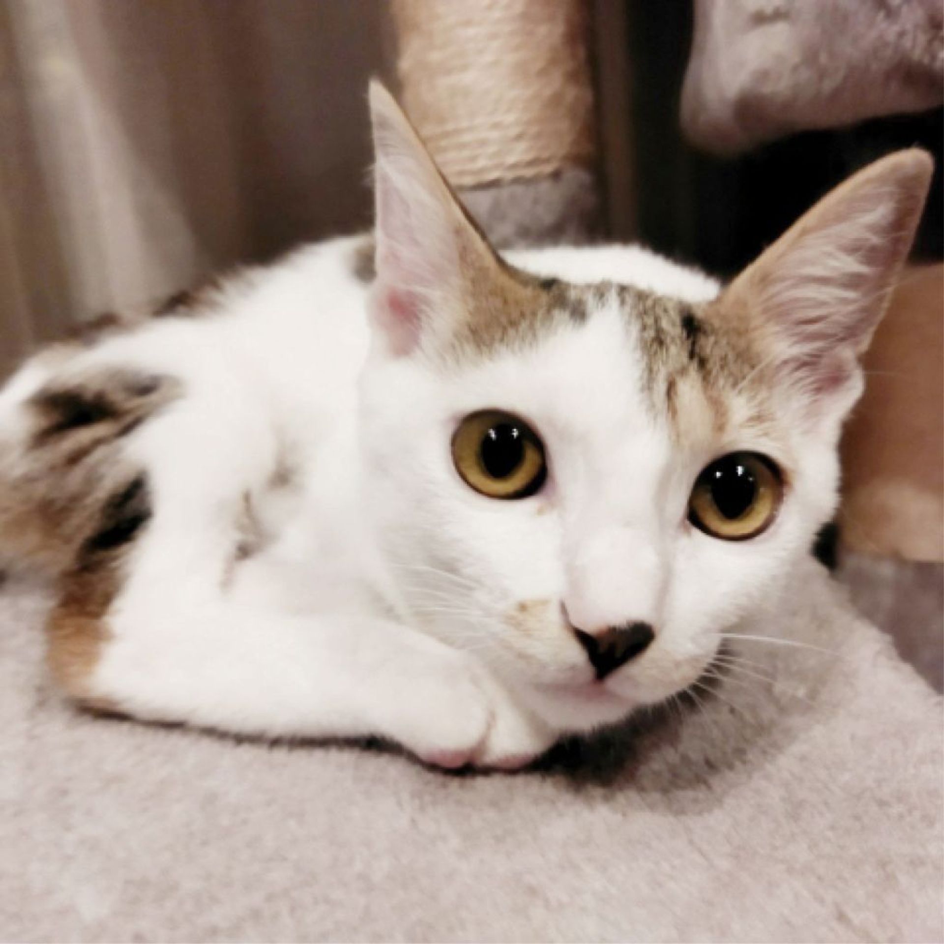 thumbnail-8
