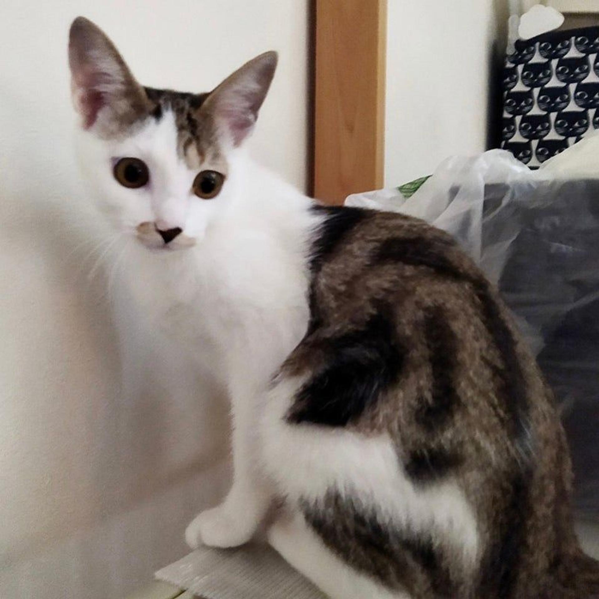 pet-image-4