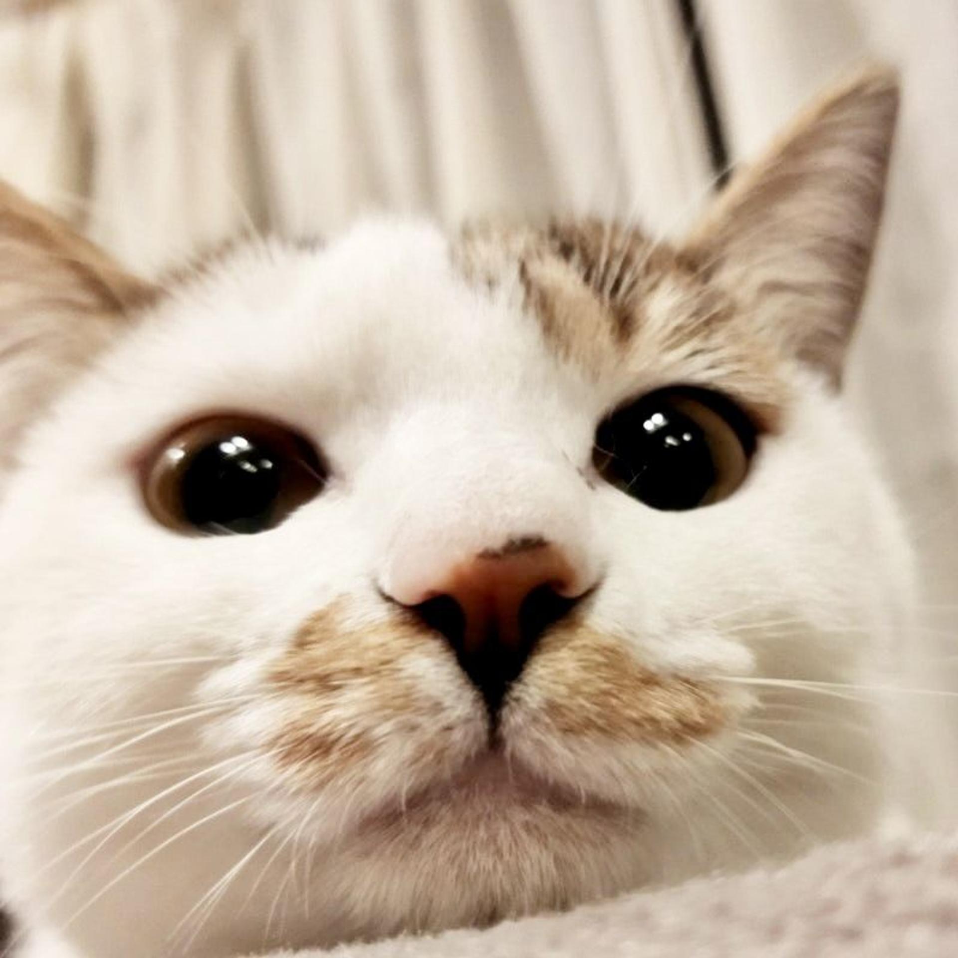 pet-image-7