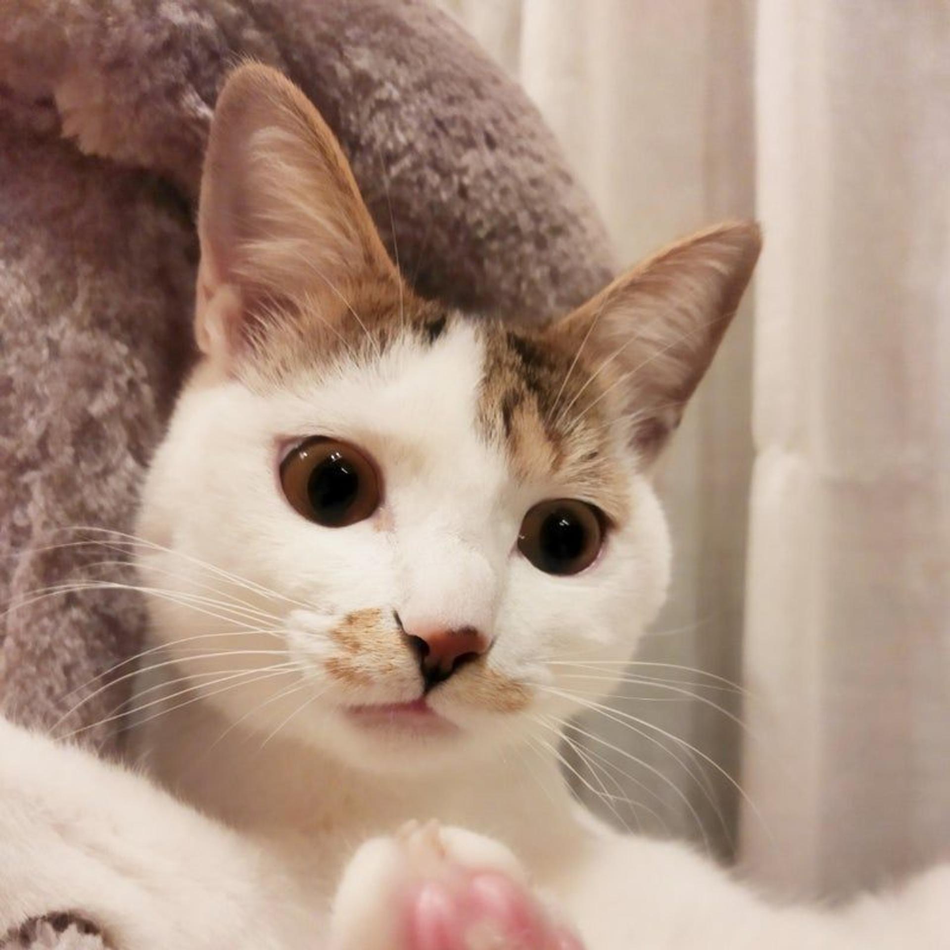 pet-image-9