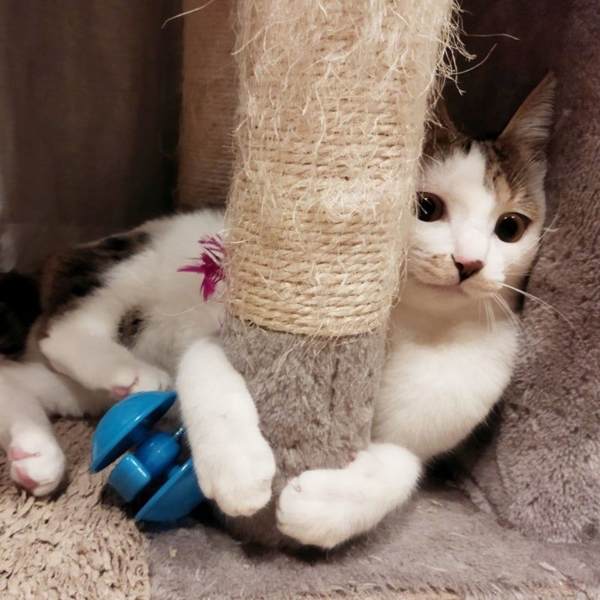 雑種（ミックス猫）・メスの里親募集の写真