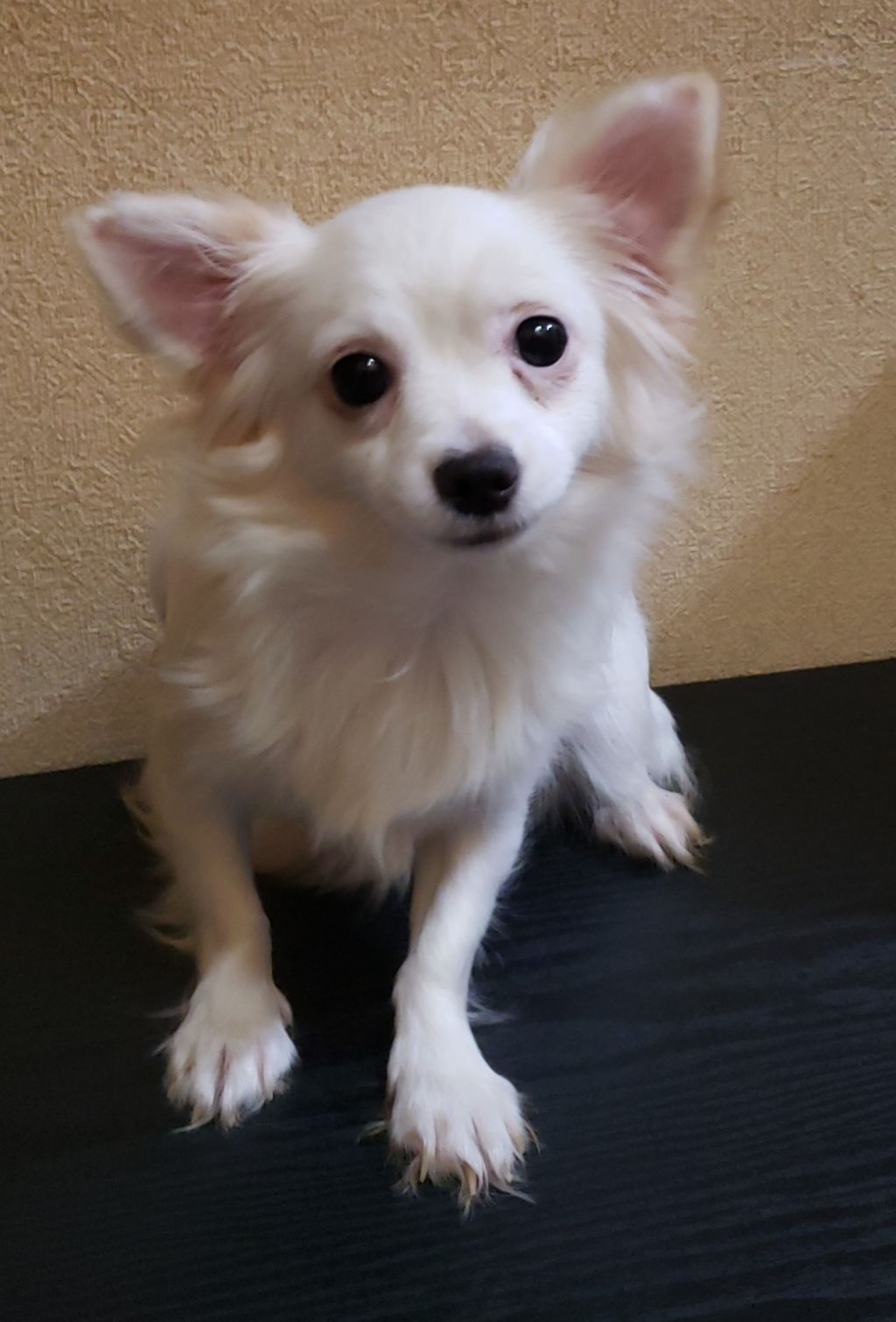 雑種（ミックス犬）・メスの里親募集の写真
