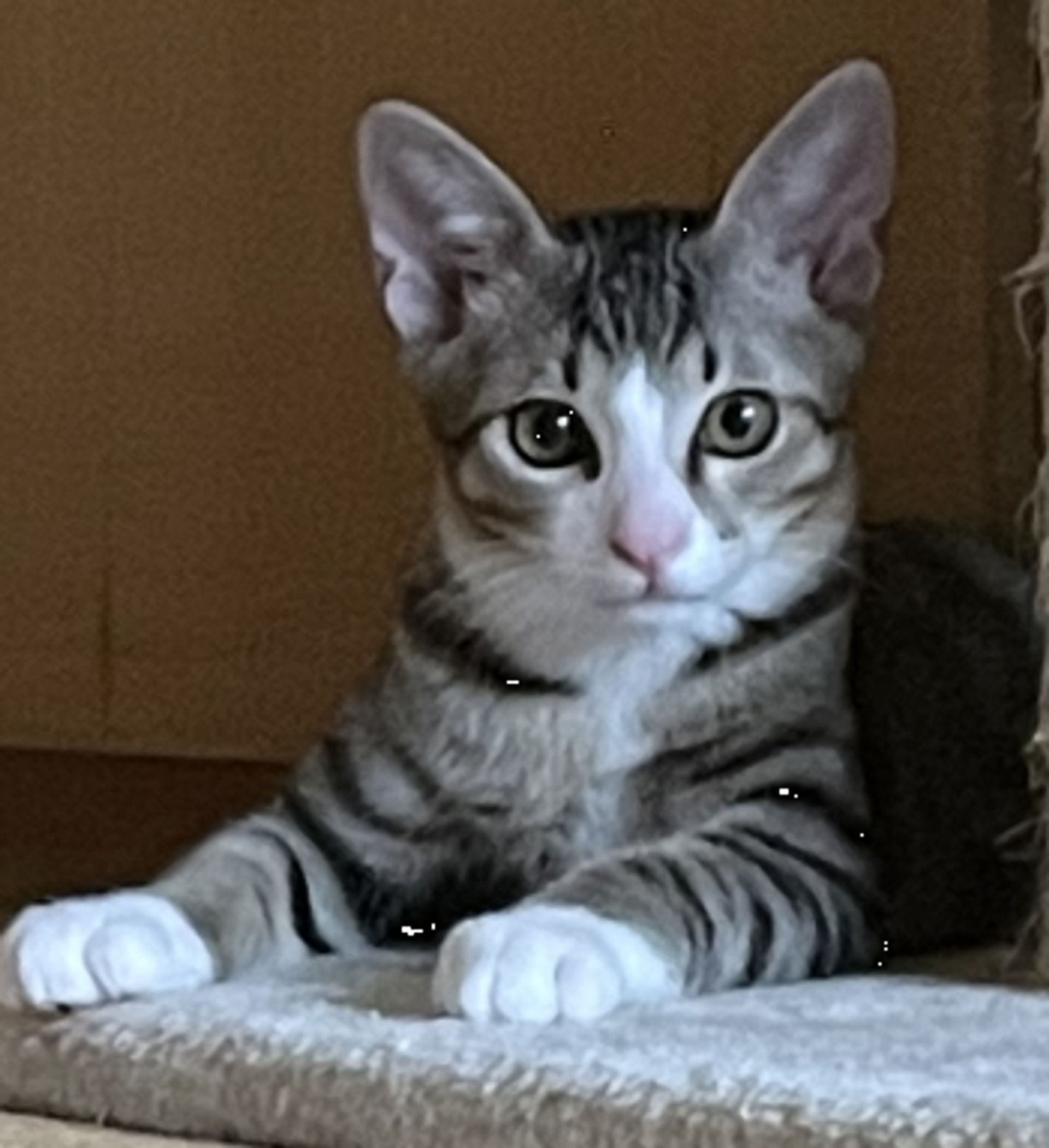 雑種（ミックス猫）・オスの里親募集の写真