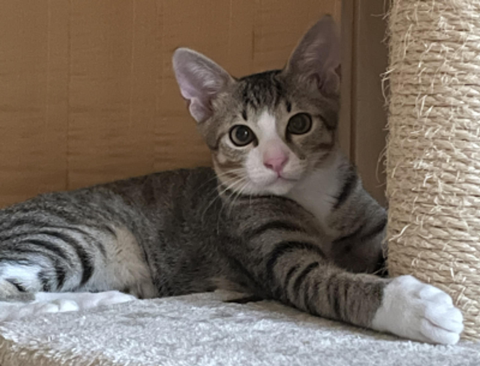 pet-image-2