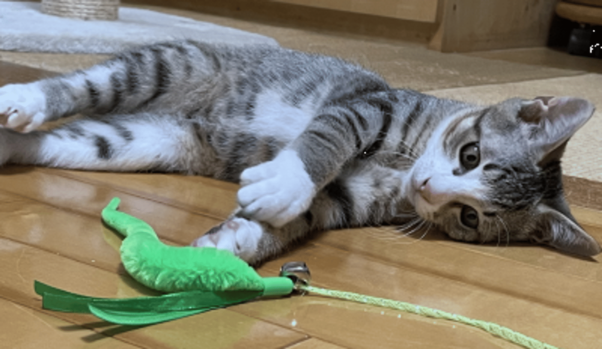 pet-image-3