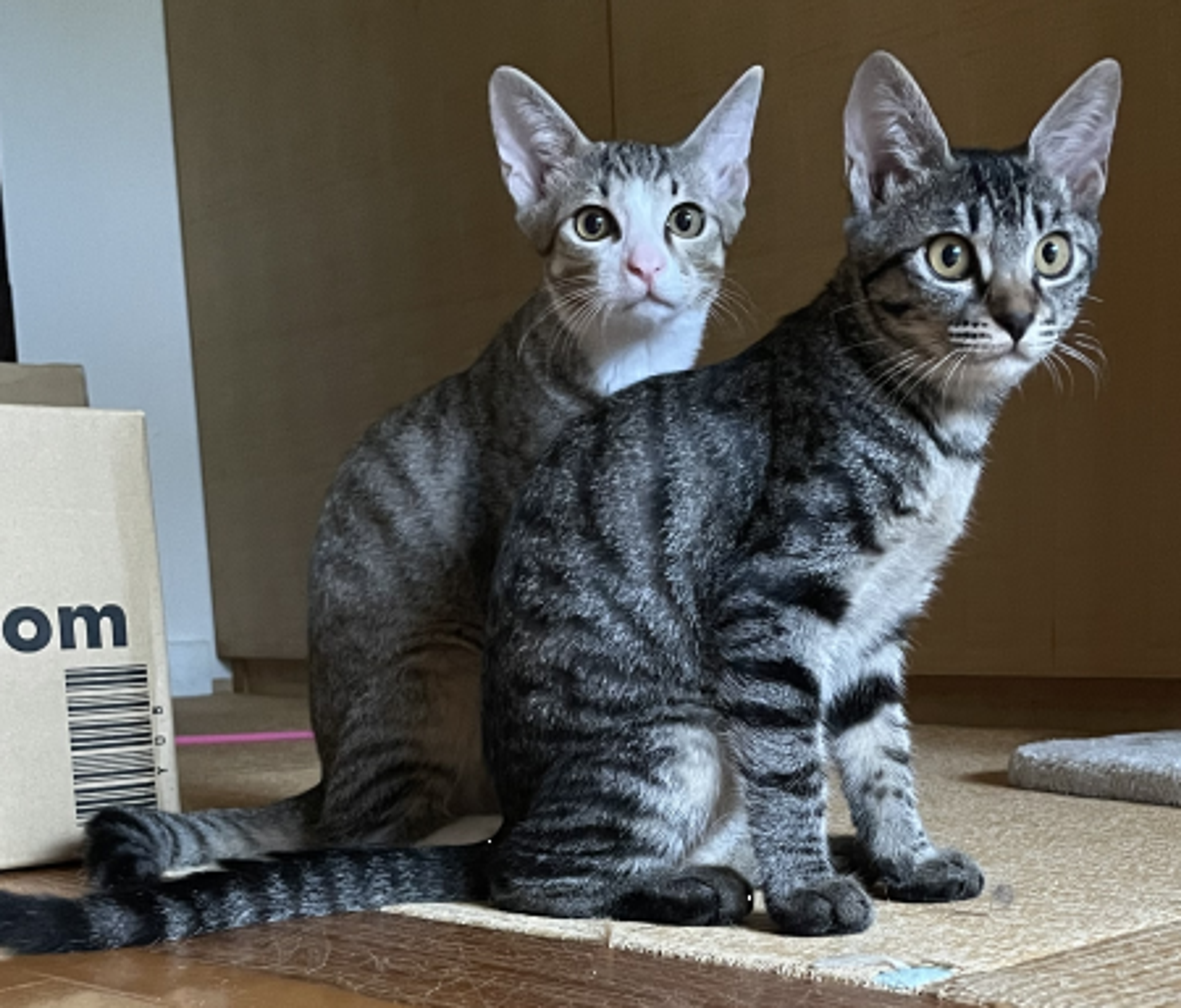 pet-image-4