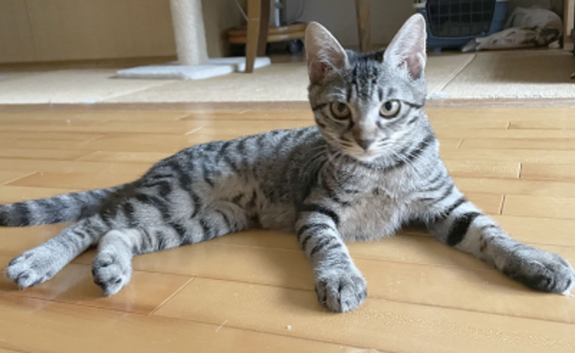 雑種（ミックス猫）・メスの里親募集の写真
