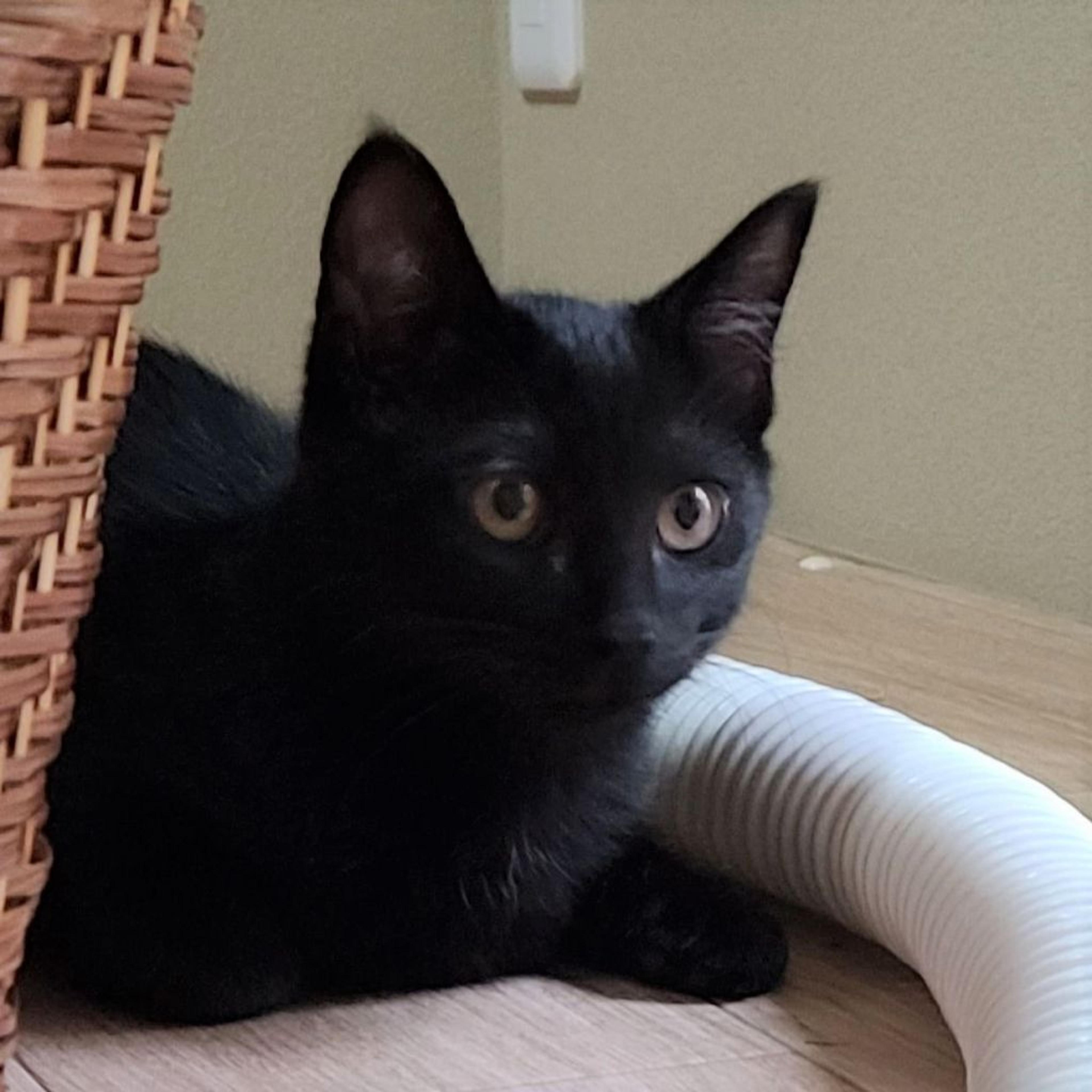 pet-image-5