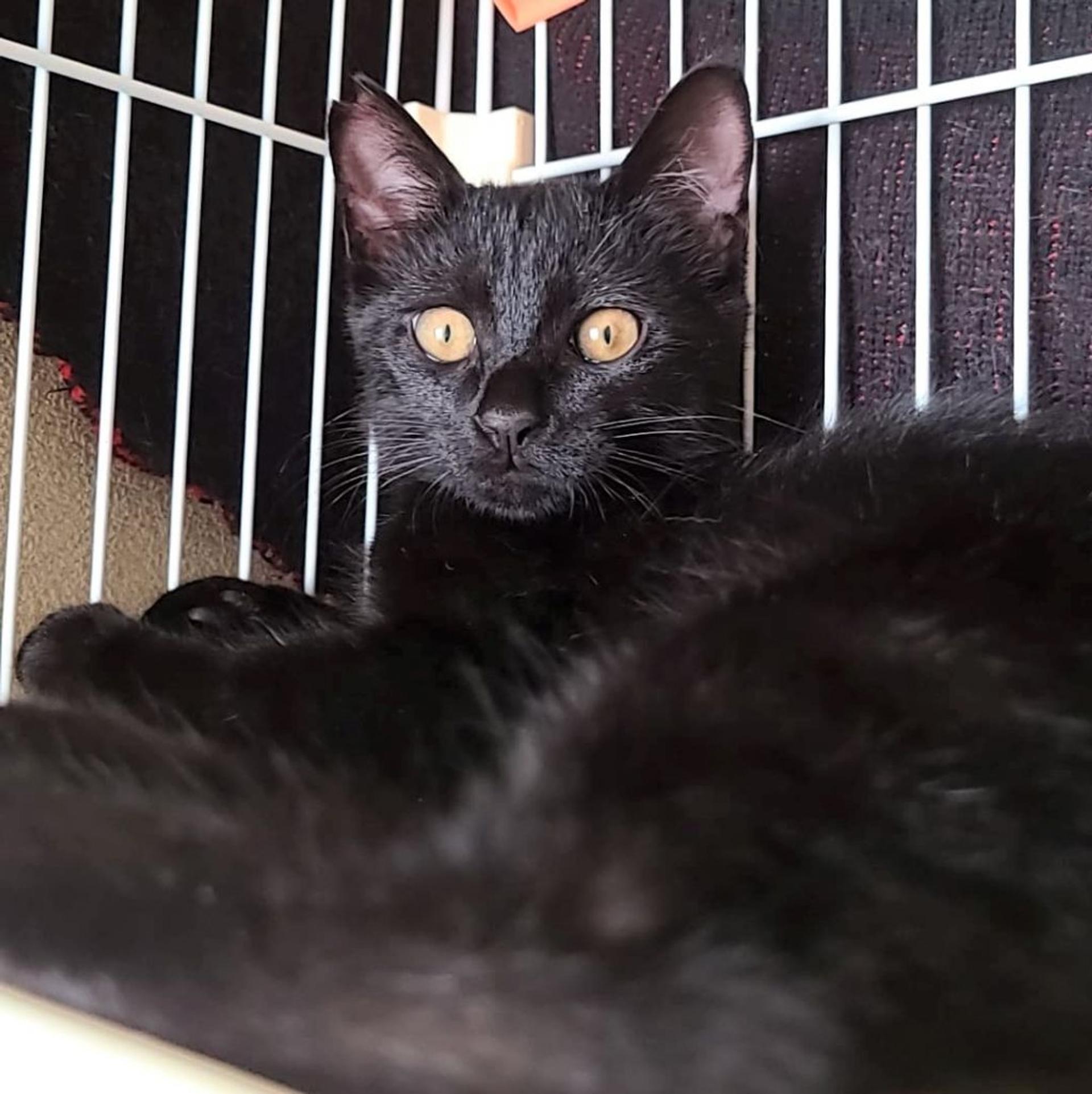 pet-image-9