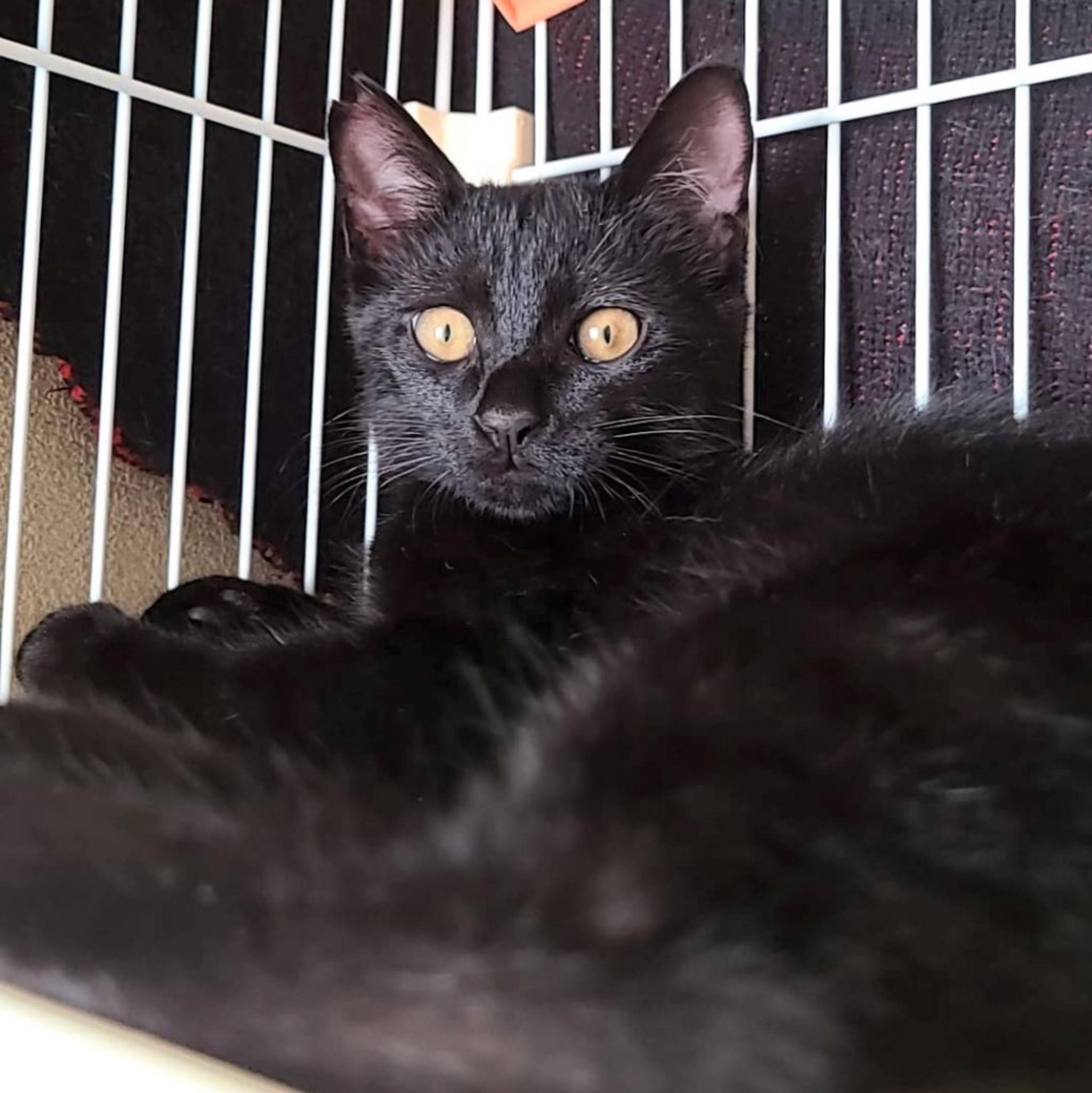 pet-image-9