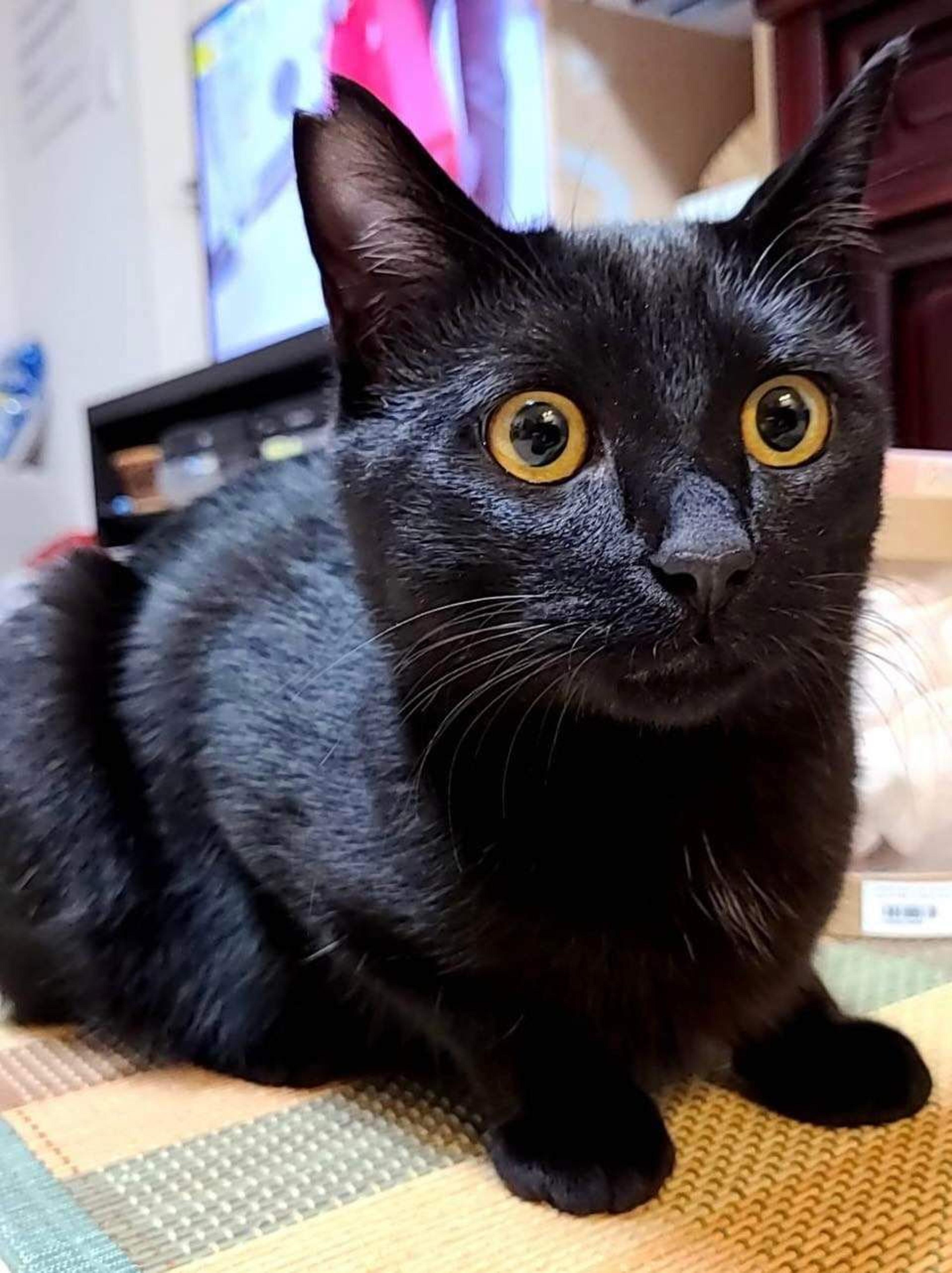 pet-image-4