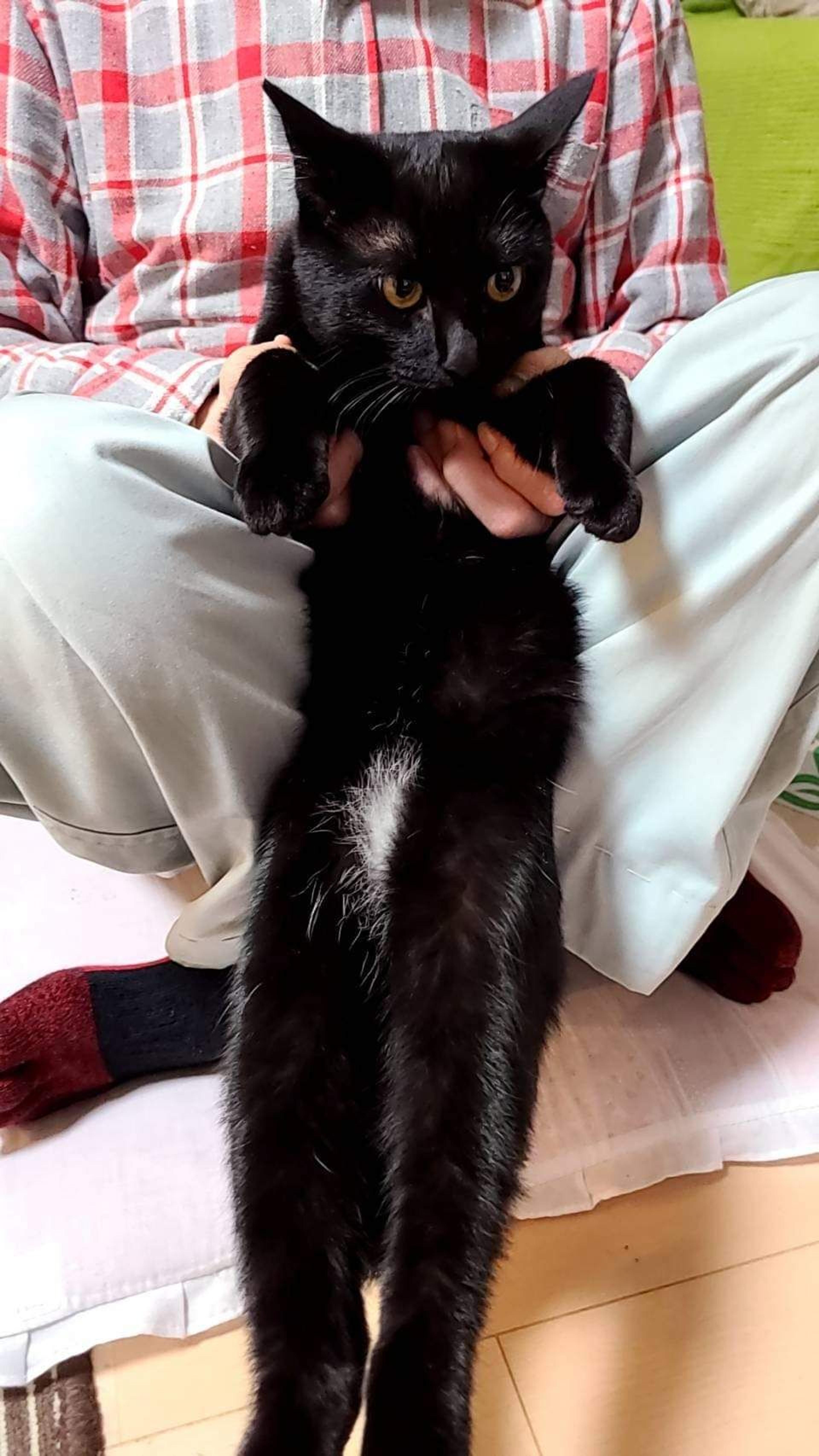 pet-image-6