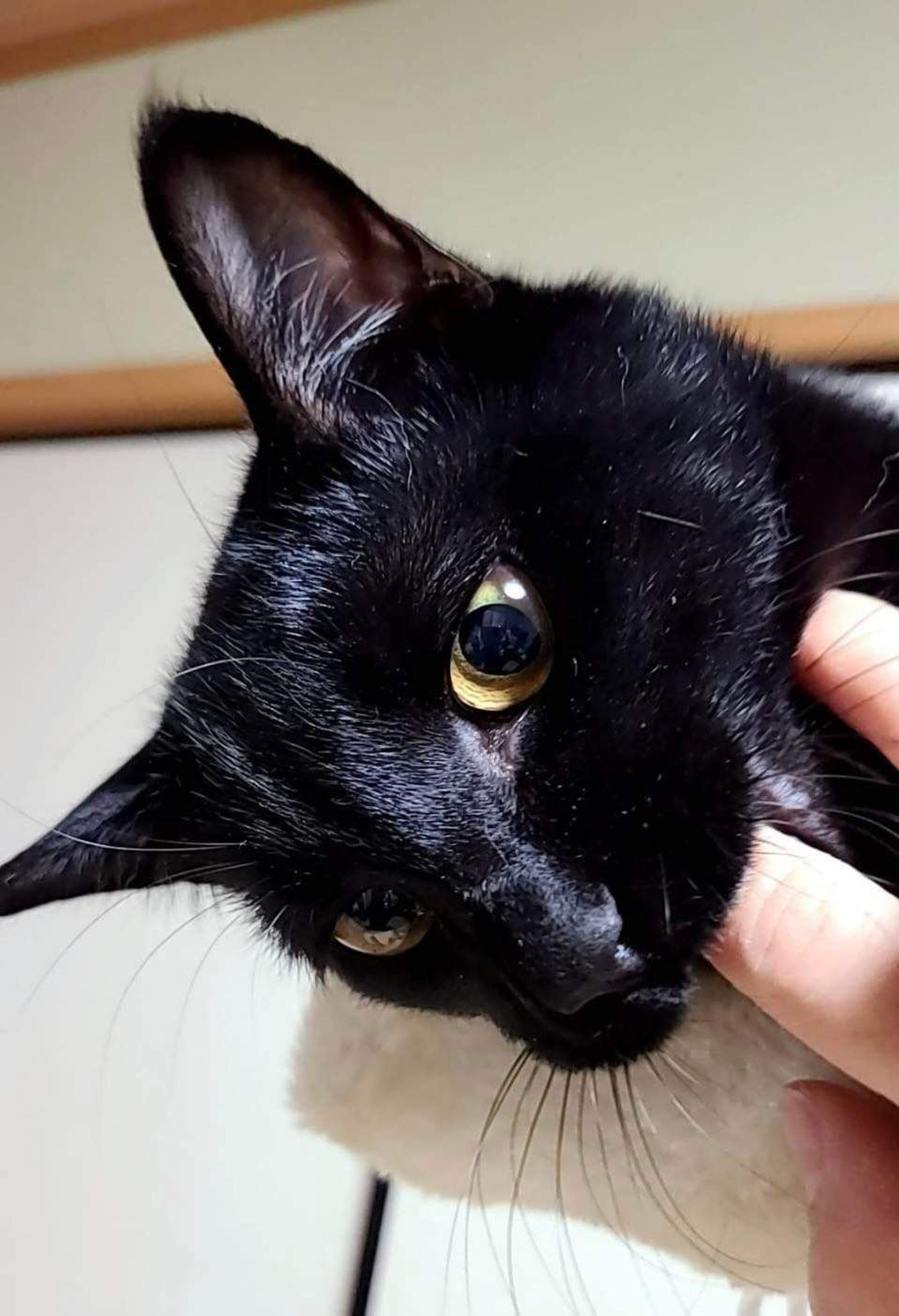 pet-image-8