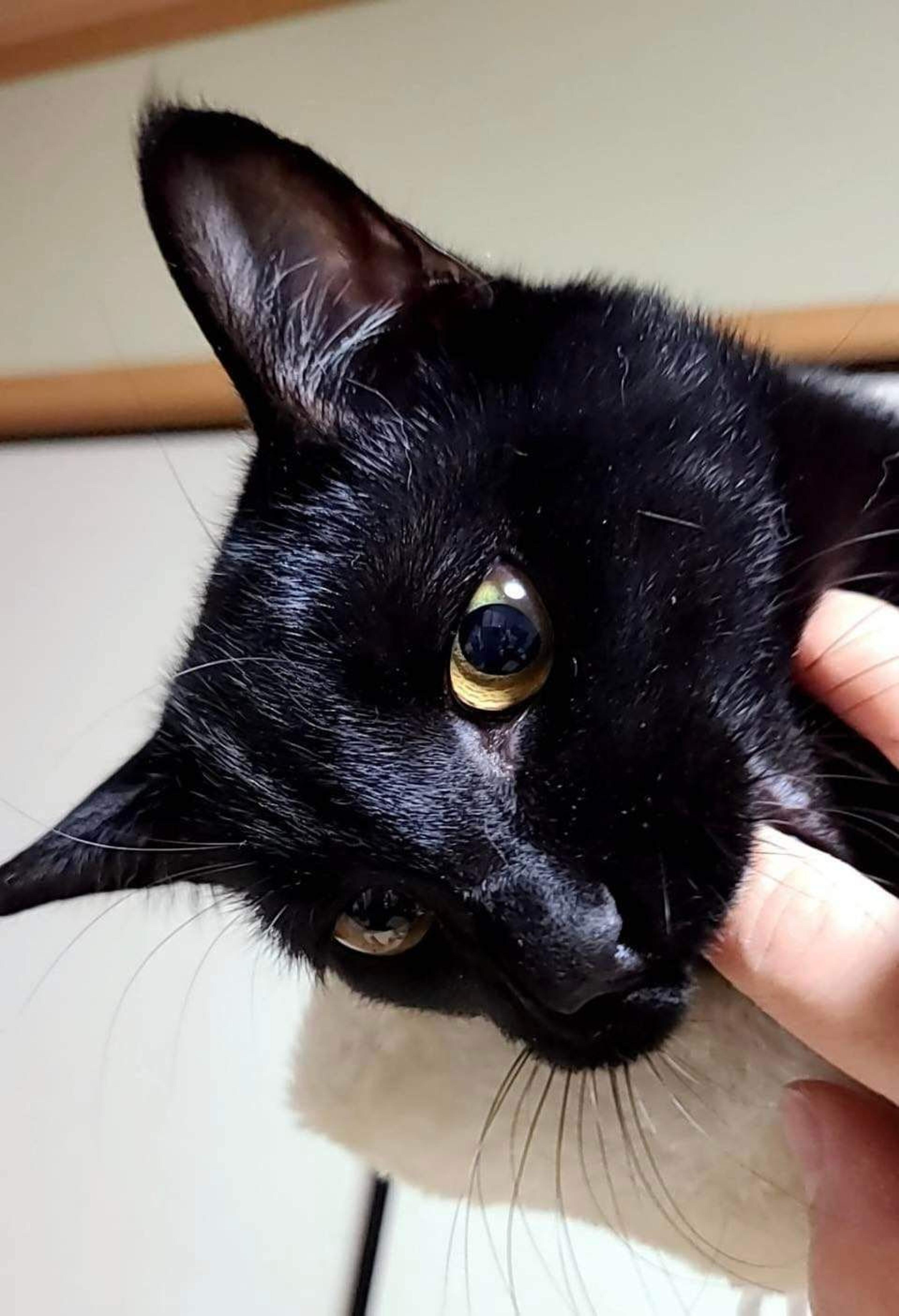 pet-image-8
