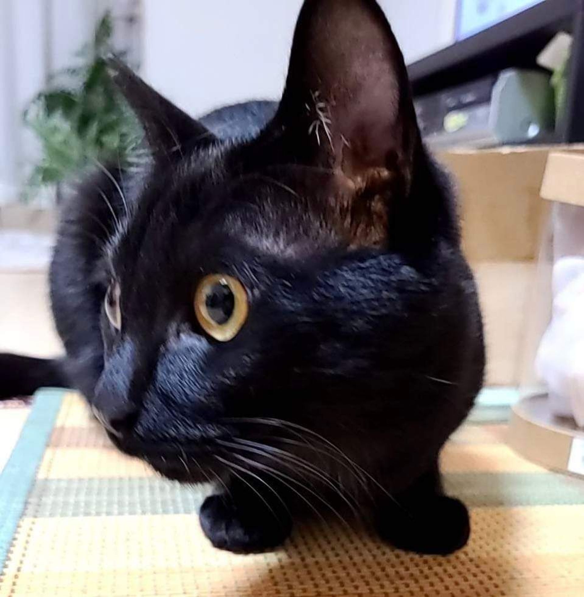雑種（ミックス猫）・オスの里親募集の写真