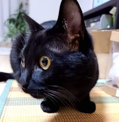 カシュカシュ