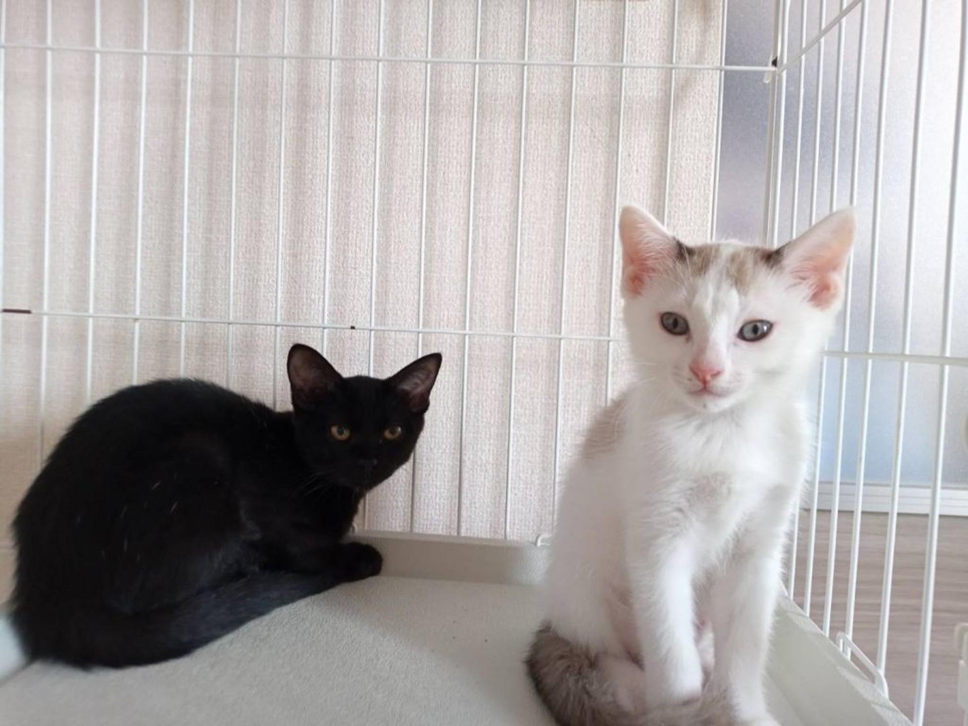 pet-image-2