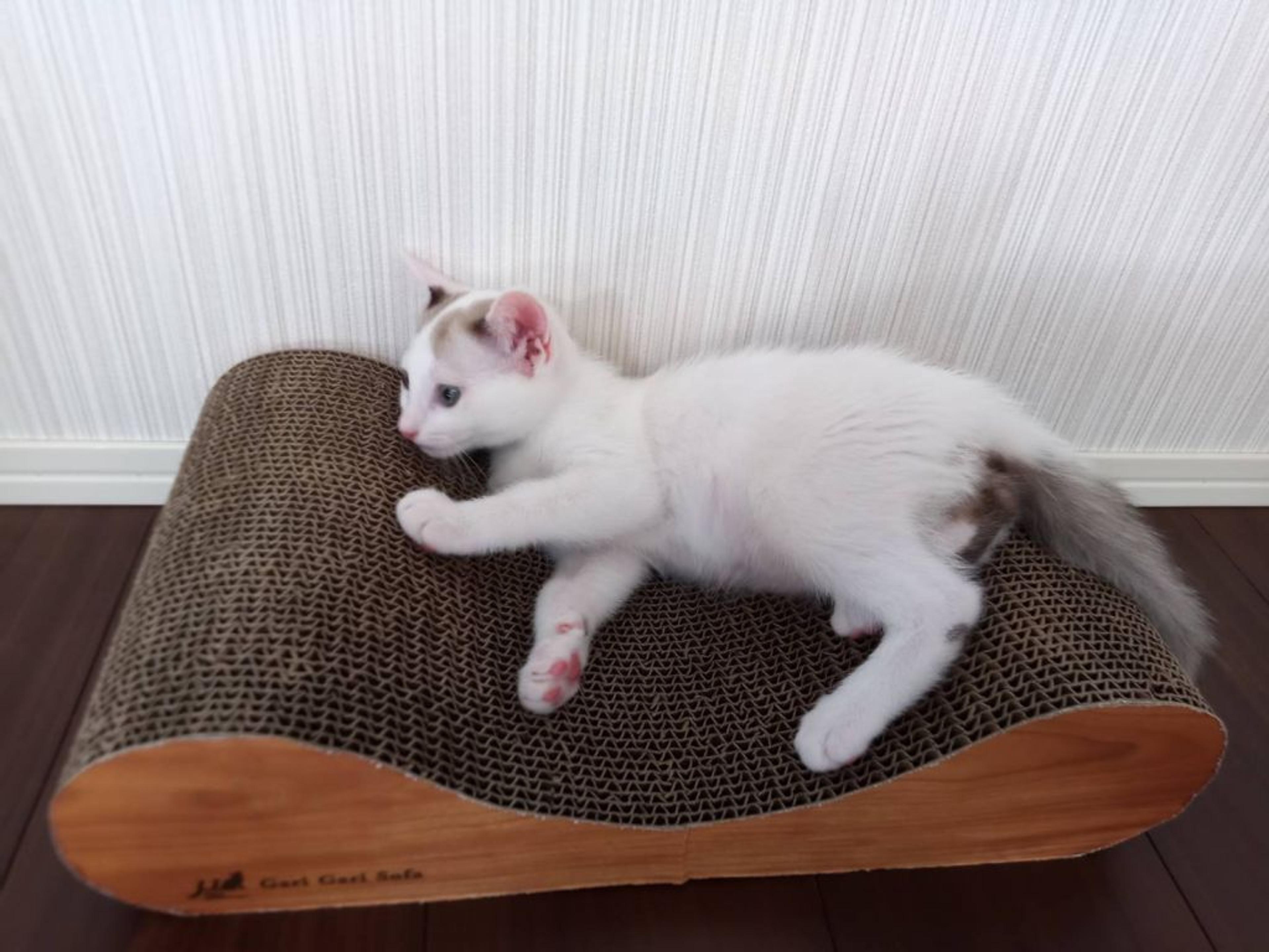 pet-image-3