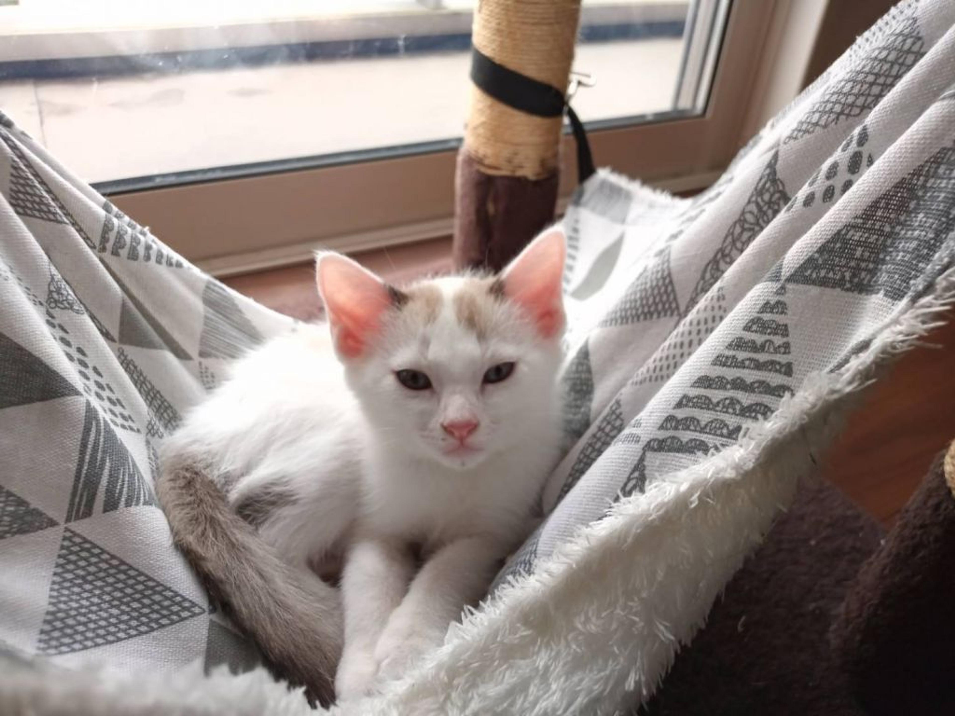 pet-image-4