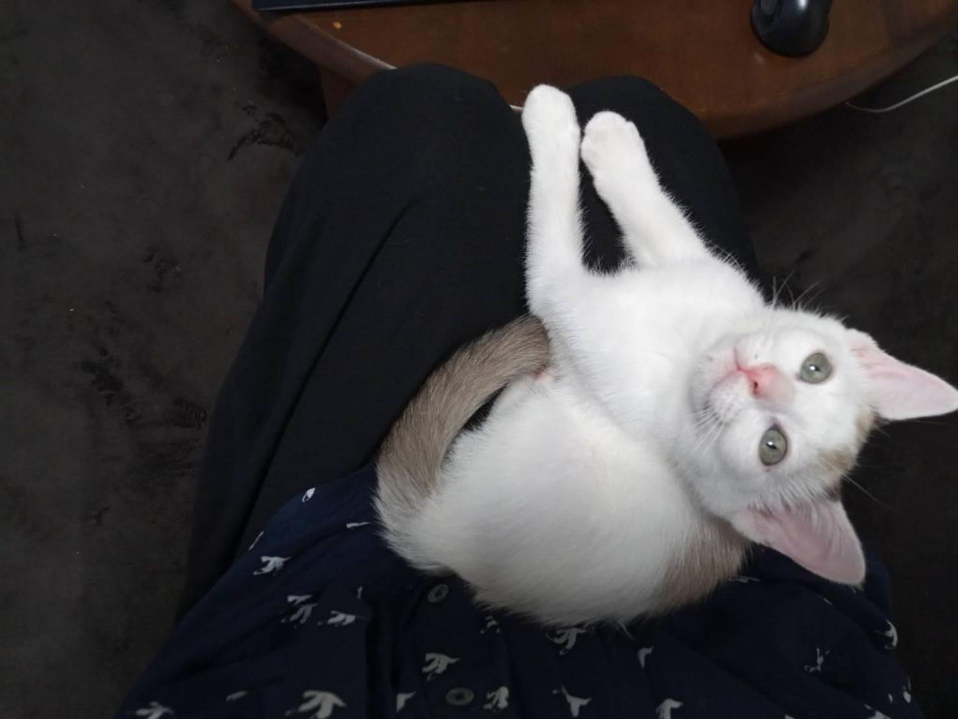 pet-image-5