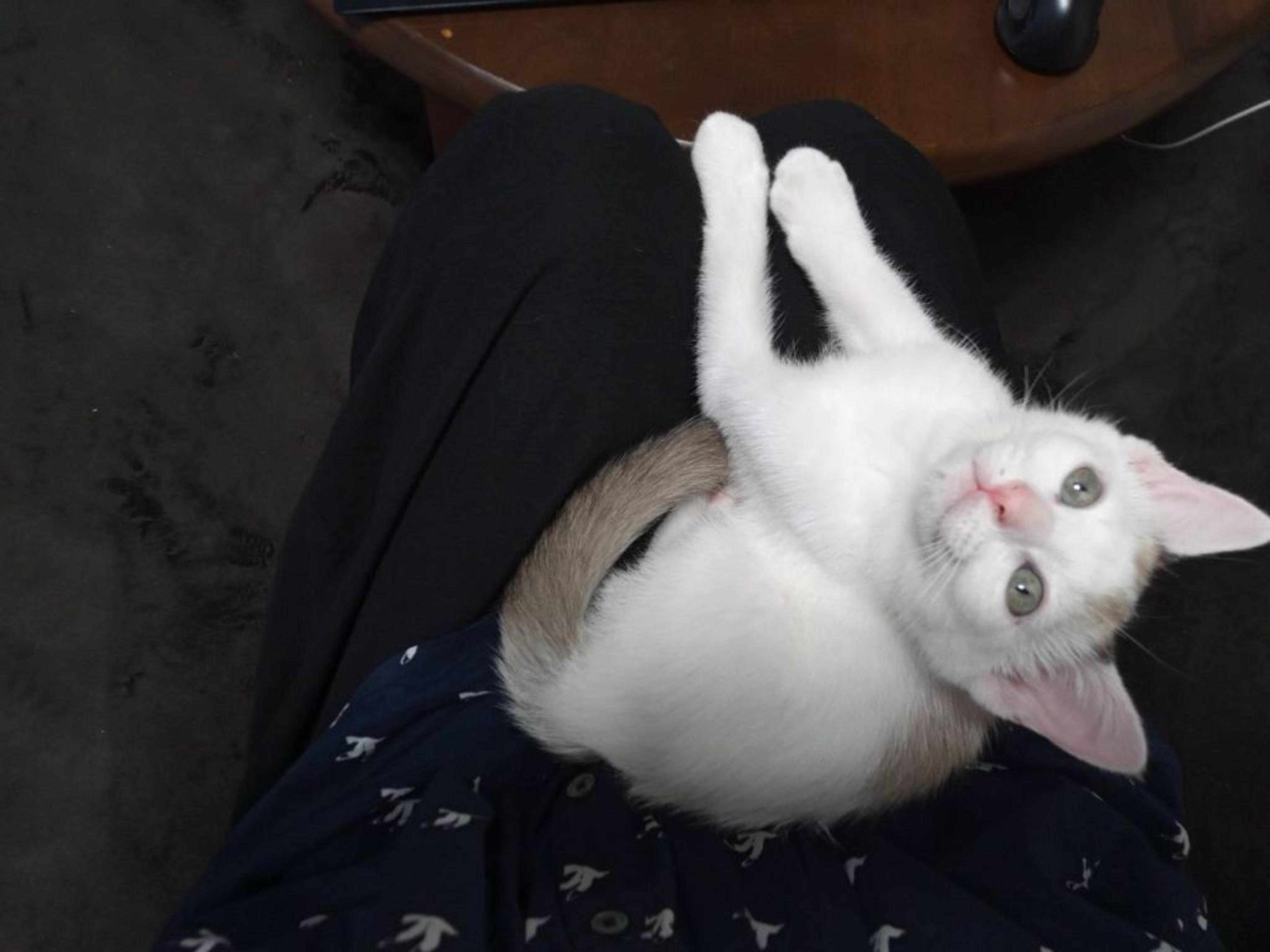 pet-image-5