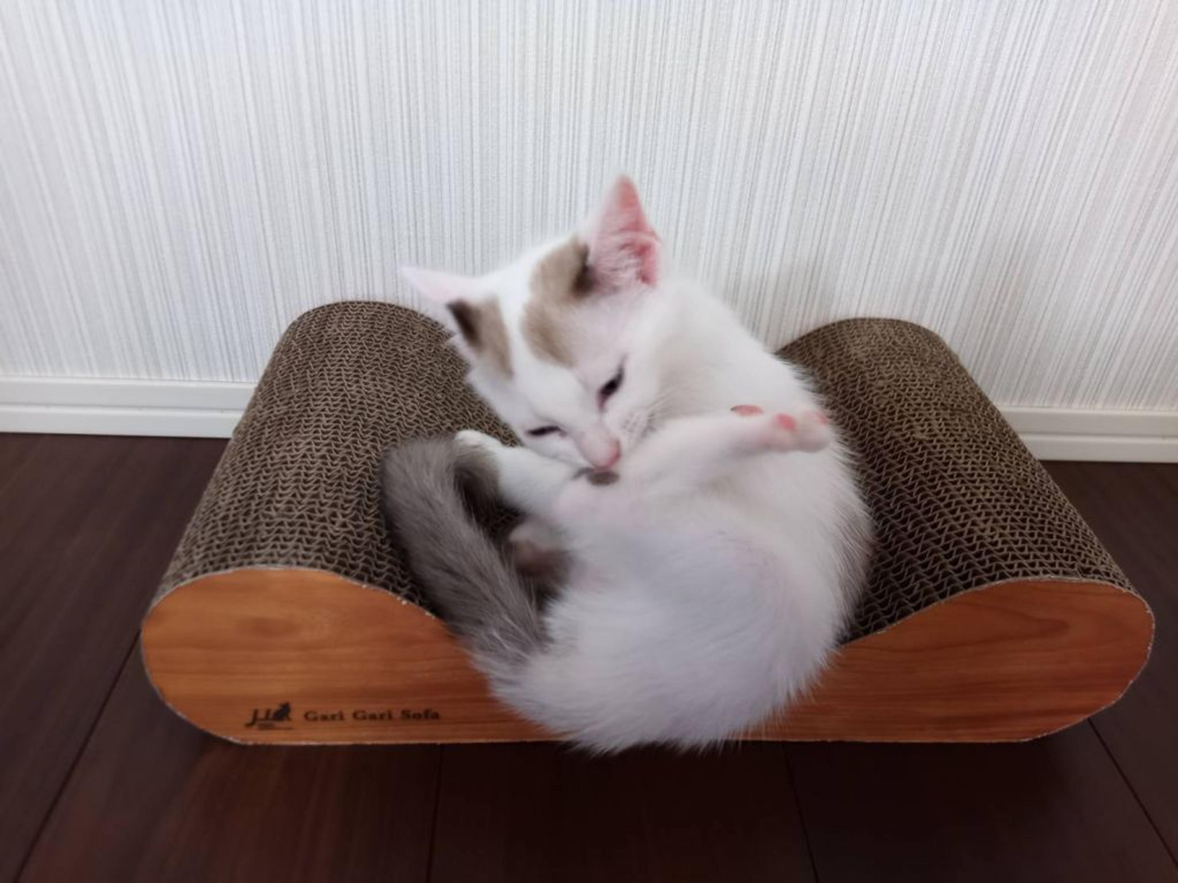 pet-image-6